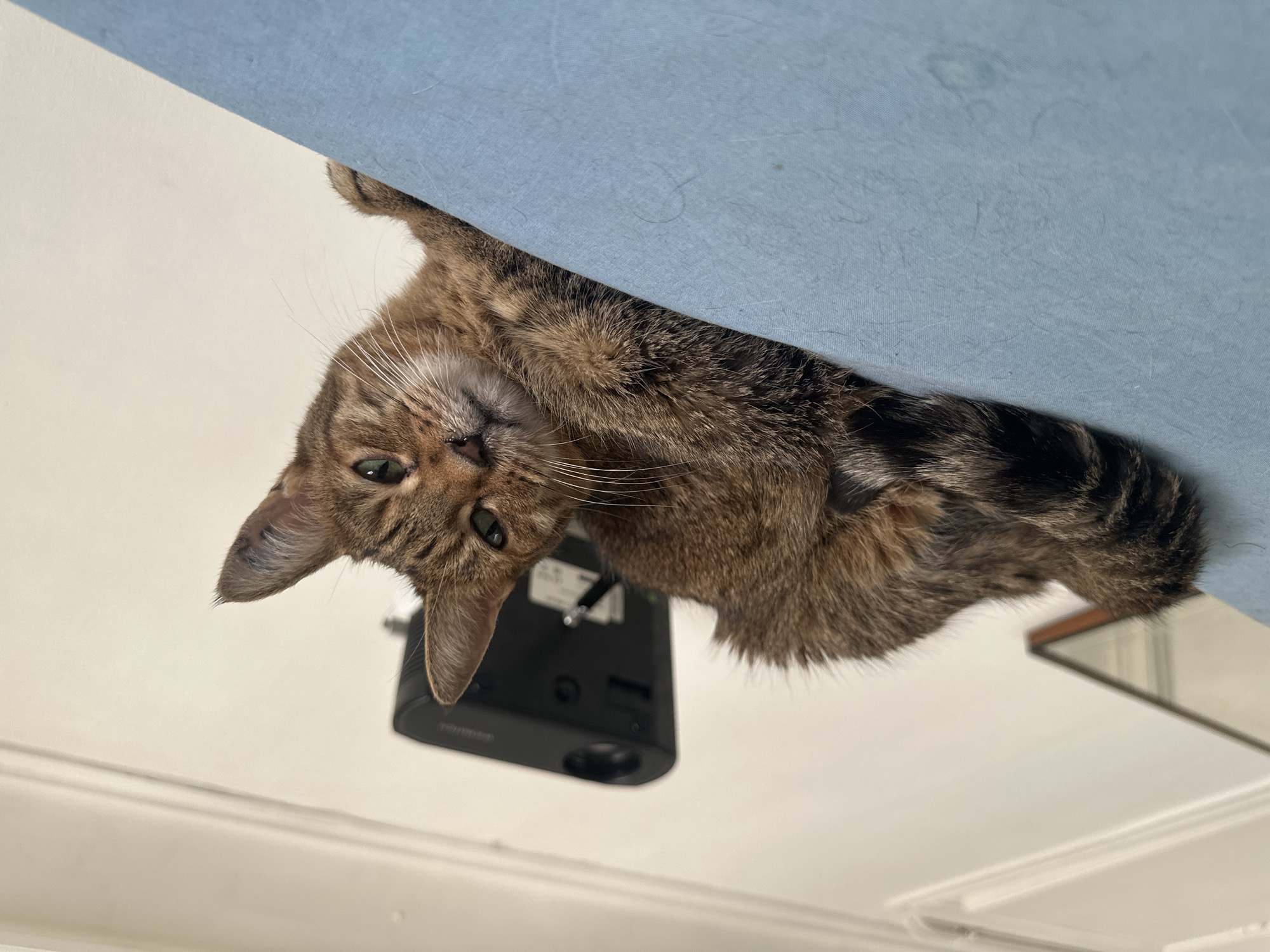 A tabby cat with green eyes is perched on a light blue surface, looking down at the camera with its head tilted. The cat has brown, black, and orange fur with distinct tabby markings on its face and tail. Behind the cat, a black object is mounted on a white wall, possibly a projector or speaker. A reflection of a mirror with a wooden frame is visible on the white wall below the black object. The image appears to be taken from a low angle, looking up at the cat. There is no information to determine the location in the city of Paris, France.