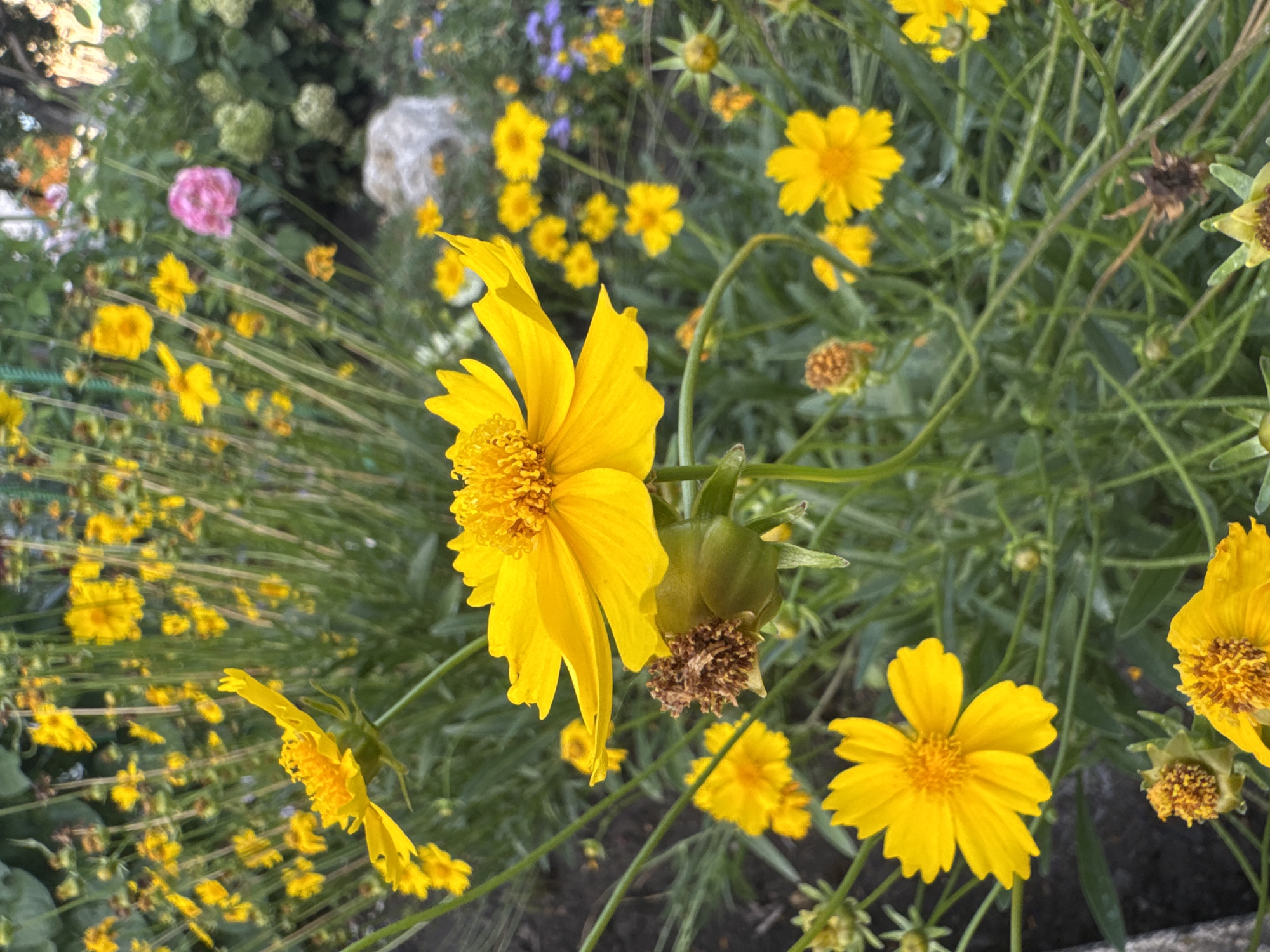A close-up, ground-level view captures a cluster of vibrant yellow coreopsis flowers in full bloom, set against a backdrop of similar flowers and lush green foliage. The blossoms are characterized by their numerous narrow petals radiating from a central, textured yellow disc. One flower in the foreground is particularly prominent, its petals slightly curled and displaying a delicate, almost translucent quality. A developing seed head, still green and conical, is visible beneath this flower. The surrounding plants are a mix of mature flowers and emerging buds, interspersed with tall, thin green stems. In the mid-ground, a single, soft pink peony is noticeable, adding a contrasting color to the dominant yellow. Further back, a hint of a pale gray rock and some muted green hydrangeas are discernible. The scene is set in a garden environment, likely in Rannii Rassvet, Russia, with soft, natural lighting suggesting an outdoor setting. There are no people or animals present in the image.
