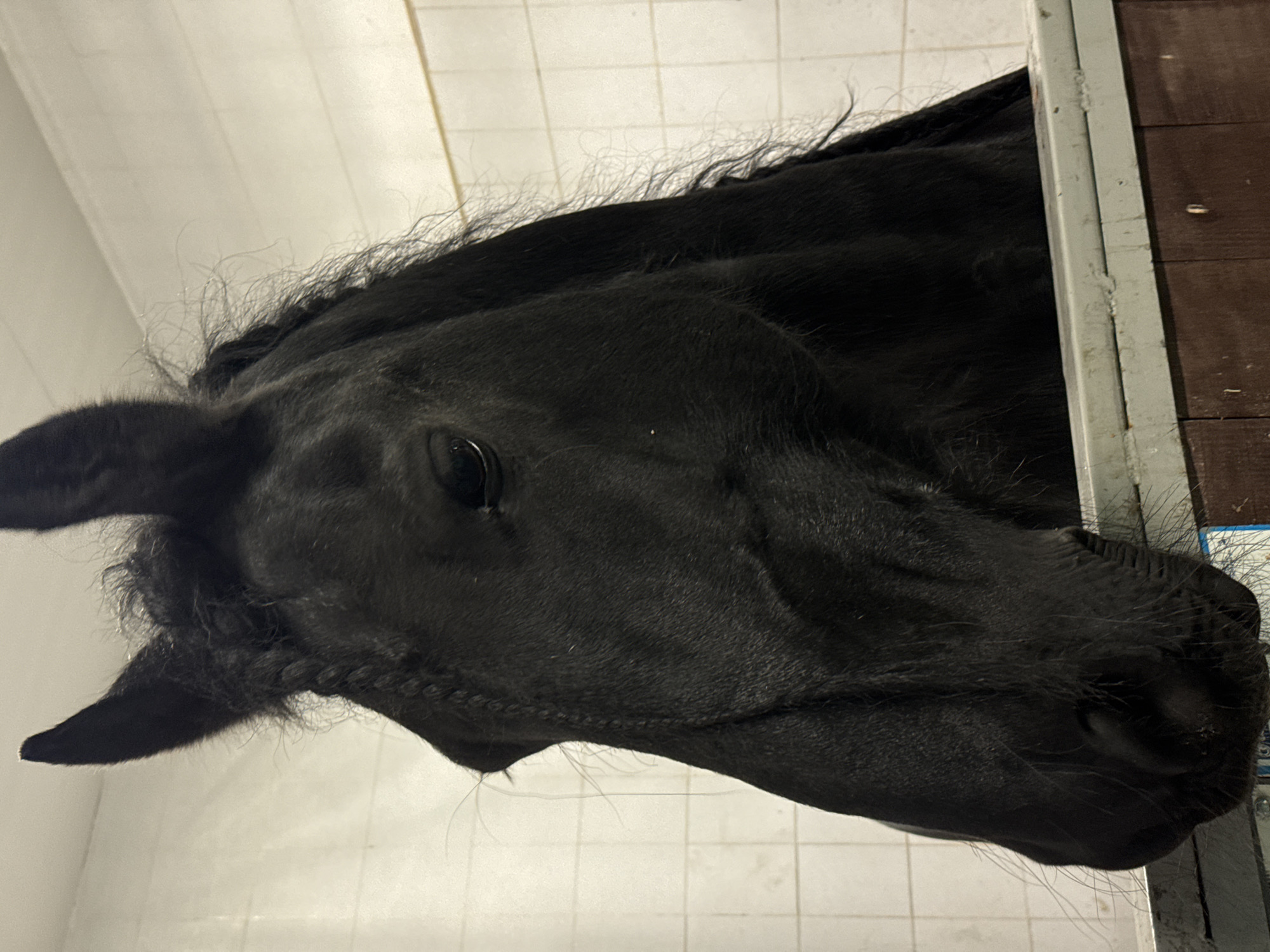 A close-up, canted, indoor shot depicts a black horse extending its head over a partially visible stable door. The horse has a braided forelock. The environment includes off-white tiled walls and a partially visible door frame with wooden paneling on the right. The horse appears to be inside the stable. The location is Kurtsevo, Kovriginskii S/S, Russia.