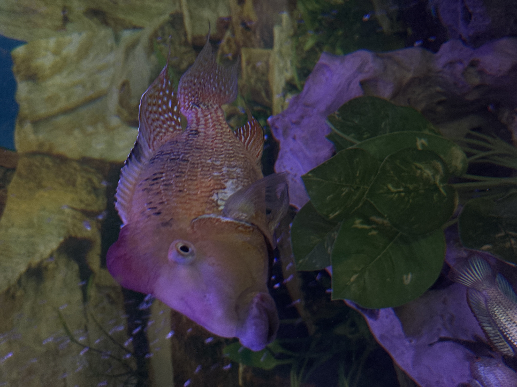 A large, pinkish-orange cichlid with a prominent forehead hump and white speckles on its fins swims in an aquarium. Its mouth is partially open, and its eye is clearly visible. Behind the fish, large green leaves from an aquatic plant are prominent in the foreground, with a purplish rock formation behind them. The background consists of rocky structures and a blue, out-of-focus area that could be the aquarium wall or water. There are no people or identifiable landmarks of Mikhaylovsk, Russia visible in the image; it is solely an underwater scene.