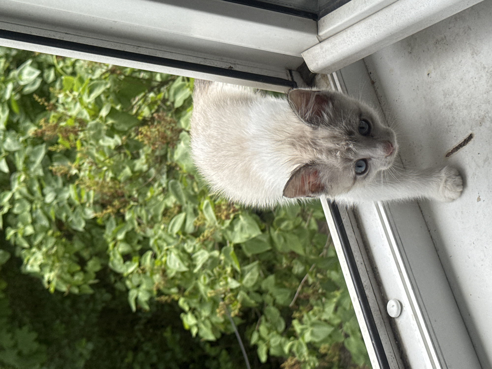 A light-colored kitten with blue eyes is perched on a windowsill, with its head and front paws visible. The kitten is looking down and slightly to the right. Behind the kitten, lush green foliage is visible through a window. The windowsill is white and appears to be made of painted wood or plastic. The window frame is also white and shows some signs of wear and dirt. The scene is indoors, with the window open to the outside.
