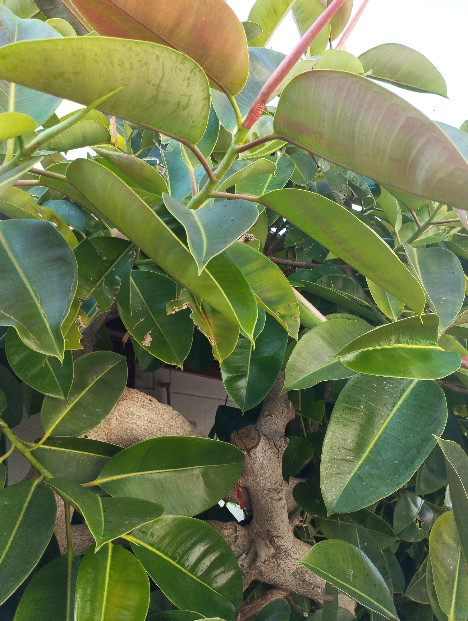 A close-up, eye-level shot captures a cluster of large, glossy green leaves from a rubber plant. The leaves, some with reddish-bronze undertones, are dense and overlap, creating a lush canopy. The thick, woody trunk of the plant is visible in the lower half of the frame, with a rough, textured bark. The background is out of focus, showing hints of a white structure and possibly a gray wall, suggesting an outdoor urban environment.