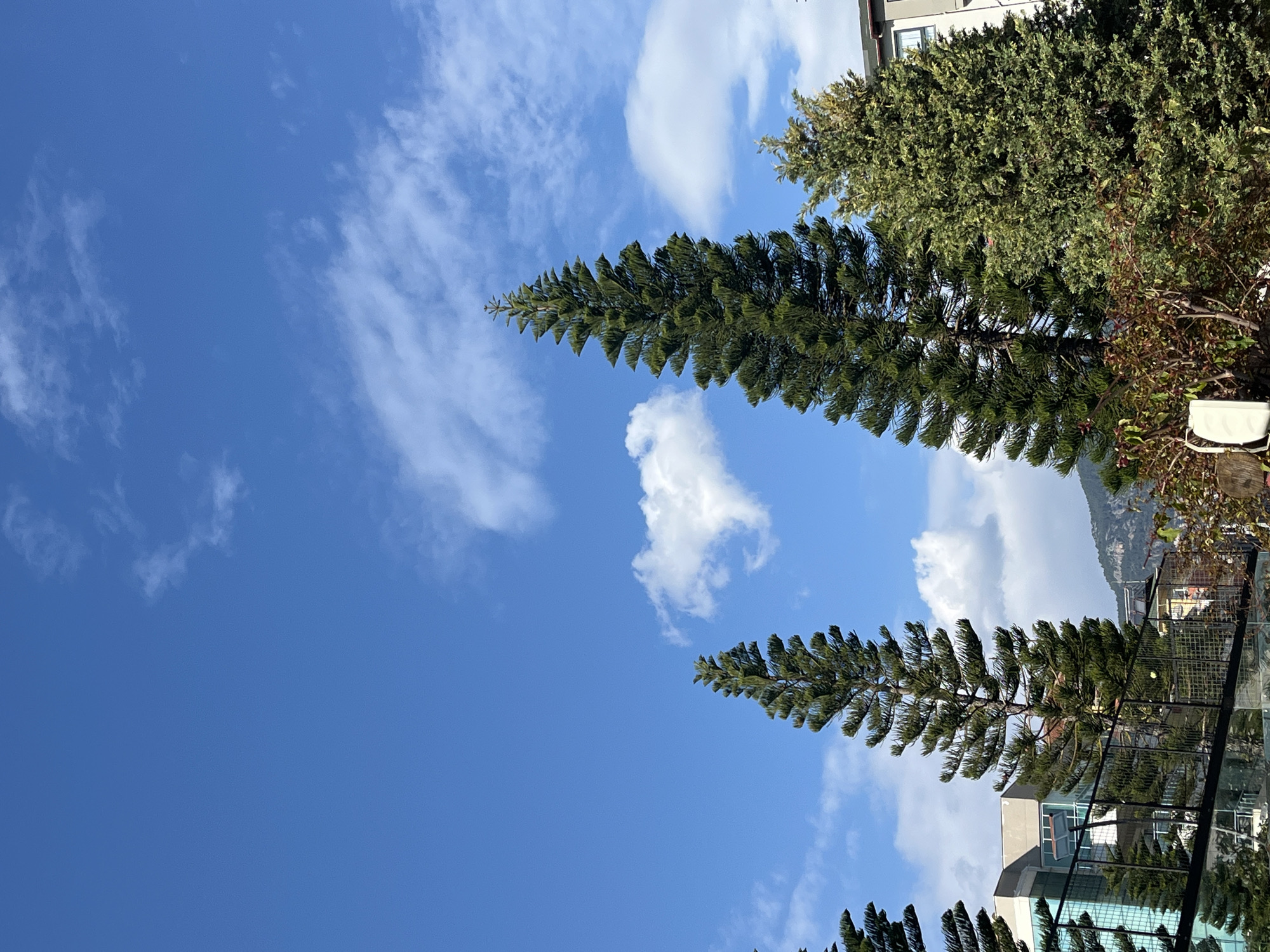 The image displays an outdoor scene in Alanya, Turkey, under a clear blue sky dotted with scattered white cumulus clouds. The foreground and midground are dominated by multiple tall, slender, conical evergreen trees with dense green foliage. To the mid-right, a broader evergreen tree with variegated green and lighter foliage is present, alongside lower shrubs displaying green and reddish-brown leaves in the immediate foreground.
A black metal railing system, comprising horizontal bars and a lower glass panel, runs across the mid-left portion of the scene, suggesting an elevated walkway or balcony. A small, light-colored utility box is partially visible in the lower left amidst foliage. Within the branches of a large evergreen tree, near the black railing, a single yellow-green spherical object, consistent with a tennis ball, is lodged.
In the background, a modern building with a light-colored facade and large blue-tinted glass windows is visible on the left side. Further to the right, another building with a lighter-toned facade is partially seen. The distant background reveals vegetated mountains rising beneath the sky, consistent with the geography of Alanya. No individuals are present.