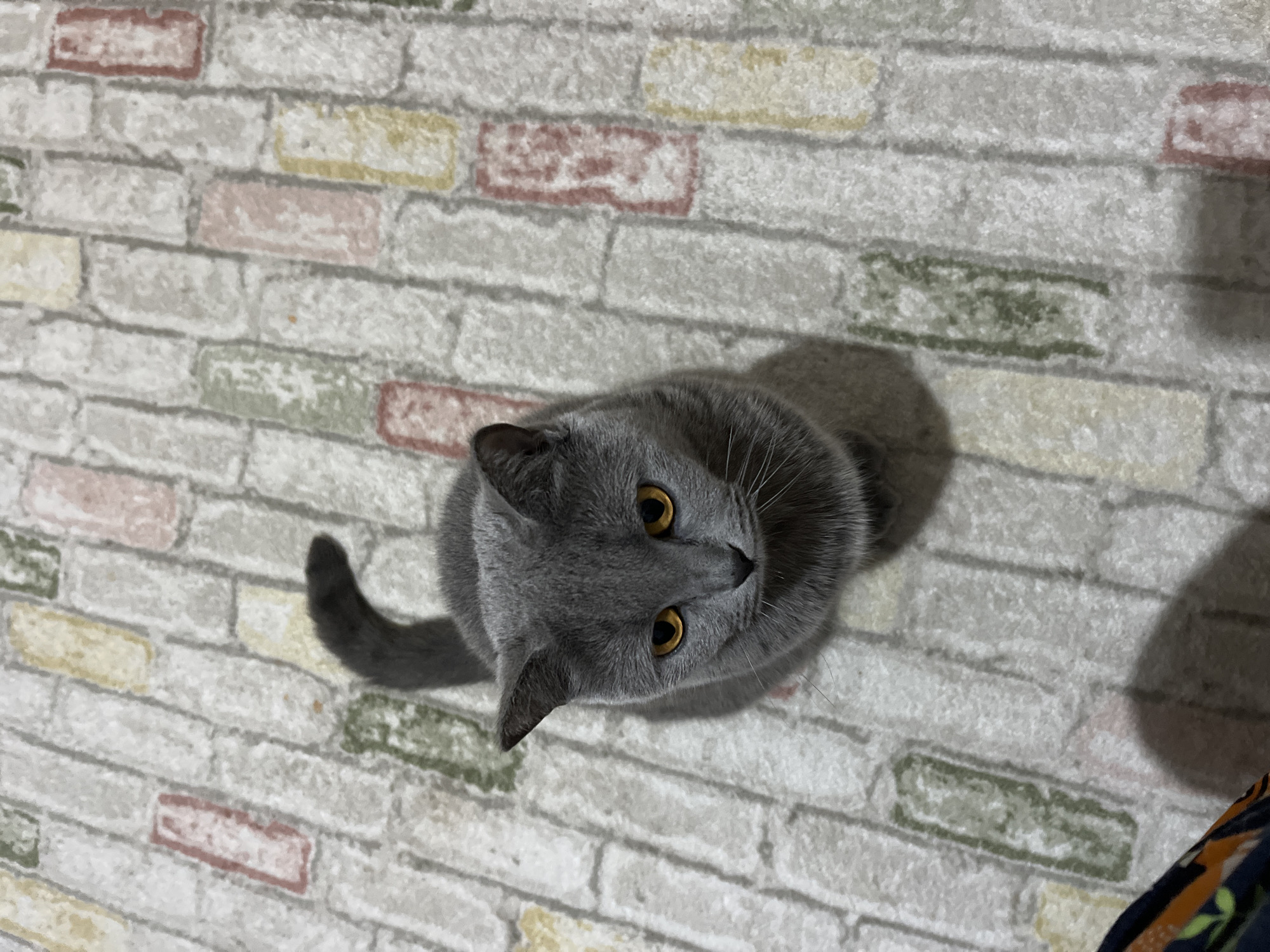 A gray cat with yellow eyes is looking up at the camera. The cat is on a surface with a brick pattern, which appears to be a floor. The location is unknown and cannot be determined from the image. It cannot be determined whether this is in Alanya, Turkey.