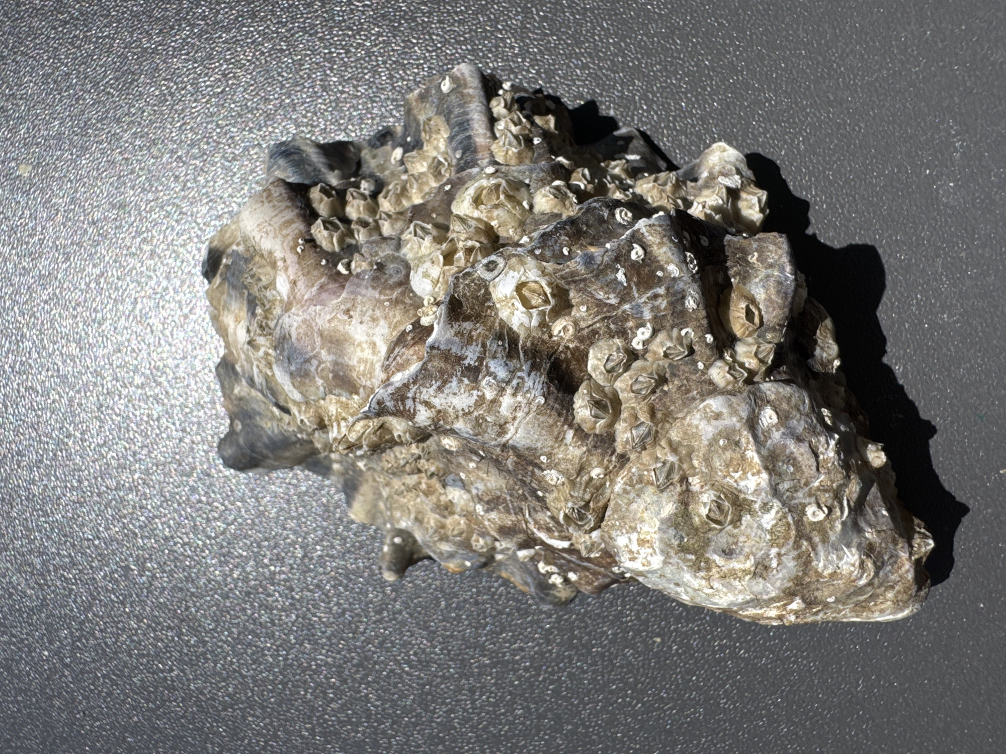 A close-up, overhead shot shows a rough, irregularly shaped oyster shell encrusted with small, white barnacles. The shell is positioned on a textured, dark gray surface that appears to be a table or countertop. The surface has a subtle speckled texture, with small highlights reflecting light. The oyster shell displays varying shades of brown, gray, and white, with some areas appearing smoother and others very rough and layered. Shadows are cast by the shell onto the surface, indicating a light source from above and to the side. There are no people or discernible signs of human activity beyond the placement of the object. The location is not specified in the image or its crops.