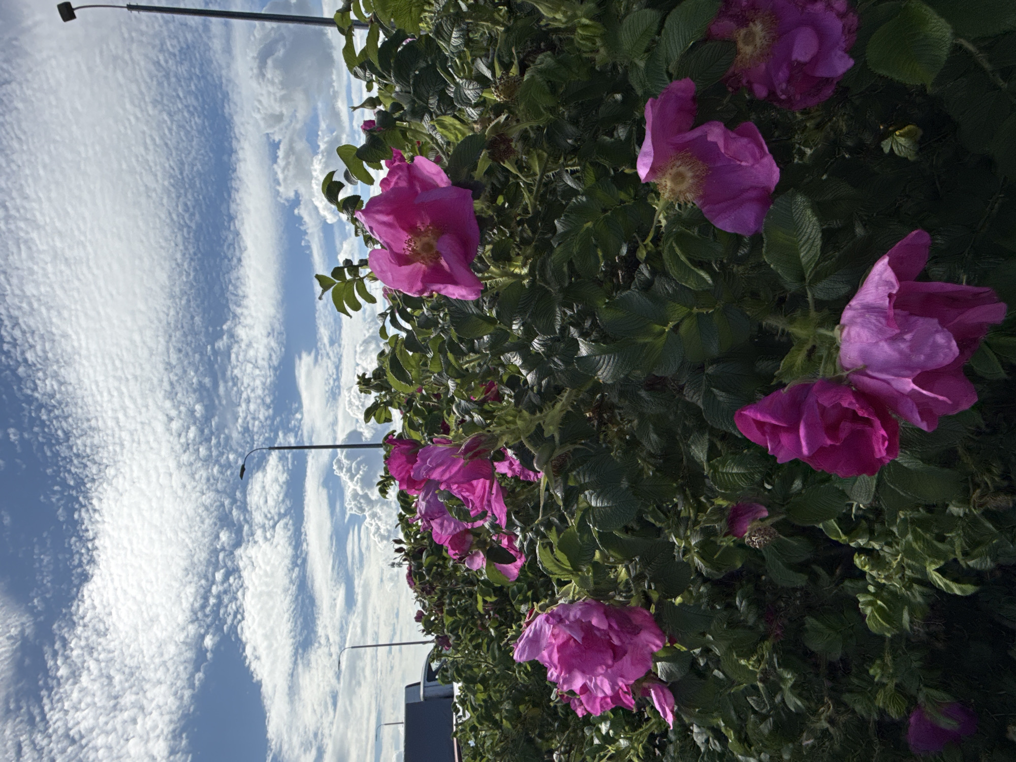The image shows a cluster of vibrant pink roses in full bloom, with lush green foliage. The roses have delicate, ruffled petals and prominent yellow centers. In the background, a bright blue sky is adorned with fluffy white clouds, some of which are wispy and elongated, while others are more voluminous and dramatic. Two streetlights are visible, one positioned further back and to the left, and another taller one to the right, both against the backdrop of the sky. In the far left background, a portion of a vehicle, possibly a truck or van, can be seen, suggesting an urban or roadside setting. The overall scene is a close-up view of the blooming roses, capturing their beauty against the expansive sky and subtle urban elements.
