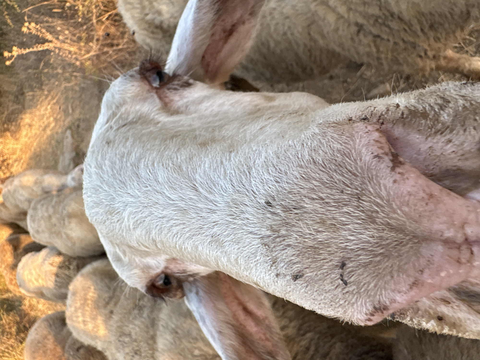 A close-up, eye-level shot captures a sheep's head dominating the foreground, with its face angled towards the camera. The sheep's woolly, pale-colored fur is textured and slightly dusty, with a few small dark specks visible, possibly dirt or insects. Its large, pinkish nose is prominent, and its large, long ears are visible on either side of its head, drooping slightly. The sheep's eyes are dark and appear to be looking directly at the camera. In the background, a flock of other sheep are visible, mostly out of focus and their bodies obscured by the leading sheep. The environment appears to be outdoors, with dry, golden-colored vegetation and grass in the background, suggesting a sunny, possibly rural setting in the city of Tankovo, Bulgaria. The lighting is warm, indicating it might be sunrise or sunset. There are no people or man-made objects clearly discernible in the image.