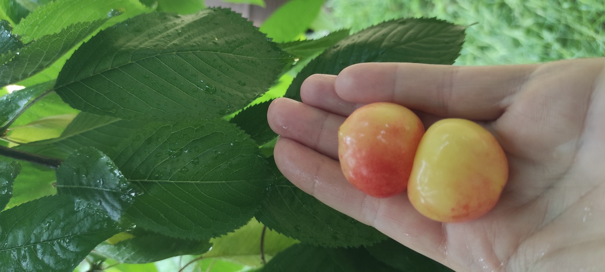 In Kobeliachok, Ukraine, a person's hand is cupped, holding two Rainier cherries. The cherries are plump and round, with a gradient of yellow to rosy-red coloring. They appear wet, possibly from recent rain or dew. Behind the hand, lush green leaves of a tree are visible, some of which also show droplets of water. The background is softly blurred, suggesting green foliage and possibly grass. The overall impression is one of fresh, natural bounty.