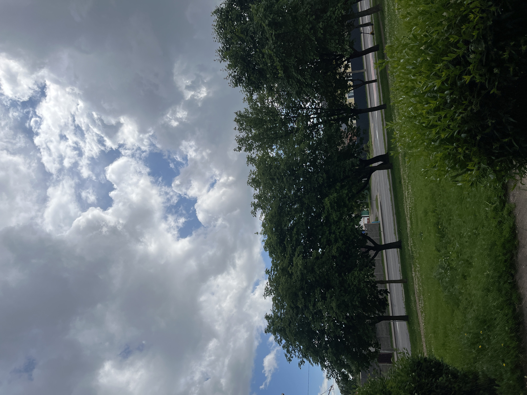 A wide-angle, low-angle shot captures a street scene in Minsk, Belarus, dominated by a dynamic sky filled with dramatic cumulus clouds. The clouds are a mix of bright white and dark gray, creating a sense of depth and texture as they drift across a partially visible blue sky. Below the sky, a line of mature, leafy green trees stands prominently, their dense canopies obscuring the buildings and structures behind them. The trees are spaced evenly, forming a natural barrier between the road and the grassy area in the foreground. A paved road, appearing to be a city street, runs horizontally across the middle ground, with traffic lanes and a sidewalk visible. The foreground is a lush green lawn, interspersed with small white flowers and patches of longer grass. A dark green, dense shrubbery occupies the far right side of the frame. The overall impression is one of a slightly overcast day in a suburban or park-like area of the city.