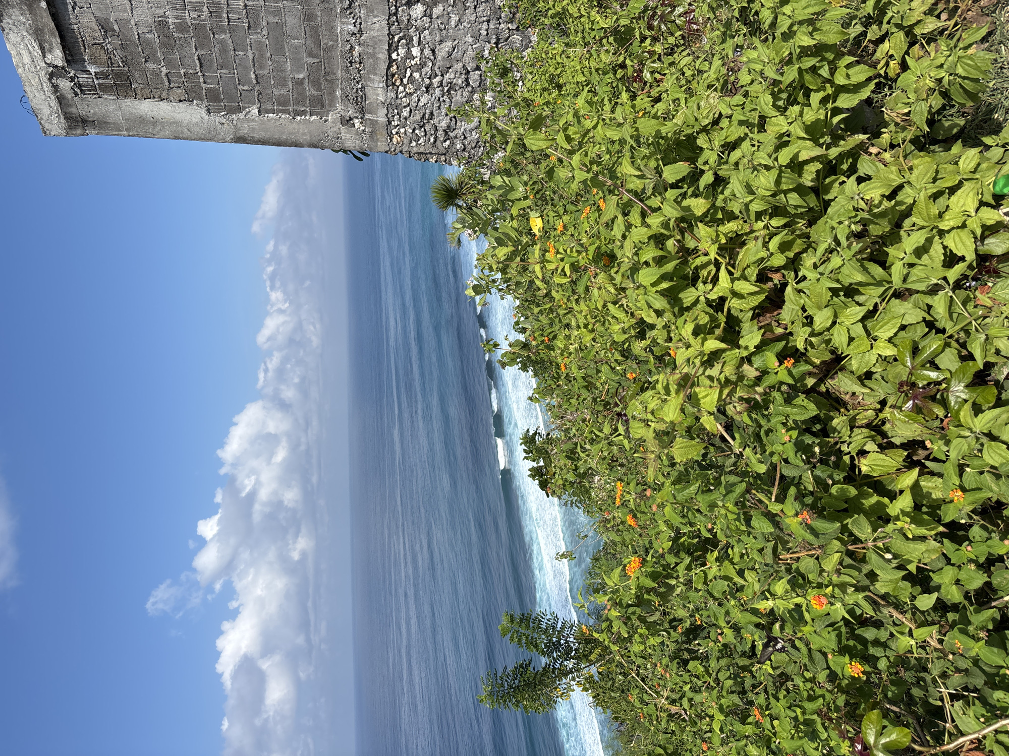 This image presents a vibrant coastal landscape in Kuta Selatan, Indonesia, captured on a clear, sunny day. The scene is dominated by the blue ocean and sky, with a prominent area of green vegetation and a concrete structure in the foreground.
The upper and mid-left portions of the image feature a bright blue sky, partially adorned with several fluffy white cumulus clouds. Below the sky, the tranquil expanse of the ocean stretches towards the horizon. Gentle waves with white foam crest closer to the shore, indicating a calm sea.
The right side and foreground are filled with dense, lush green vegetation, characteristic of a tropical environment. This foliage appears to be growing on a cliff or hillside, overlooking the ocean. Scattered among the green leaves are numerous small, bright orange and yellow flowers, suggesting a species like Lantana camara. One detailed crop reveals a black and white butterfly resting on these plants.
In the upper left section, a weathered concrete block structure or wall is visible. It appears somewhat dilapidated, with some exposed rebar, suggesting it might be an unfinished construction, a ruin, or a robust retaining wall.
The time of day is clearly daytime, with bright sunlight illuminating the scene and clear weather conditions. There are no people visible in the image, and no visible text can be discerned. The overall impression is one of natural beauty and serenity, with a stark man-made element contrasting against the vibrant plant life and the endless blue of the sky and sea.