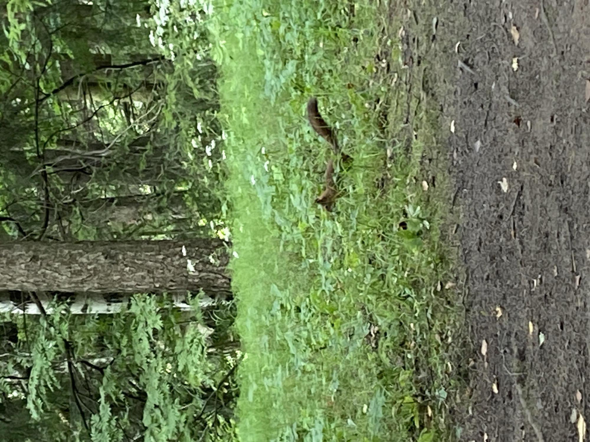 A red squirrel is seen in a natural environment. The squirrel is medium brown with a dark tail and is in a running or alert posture. It is surrounded by green grass and foliage, with trees and white flowers visible in the background. The foreground consists of a dirt path with scattered leaves. This scene is consistent with a park or forest setting, potentially within the grounds of the Pavlovsk Palace and Park in Pavlovsk, Russia, known for its picturesque landscapes and natural habitats.