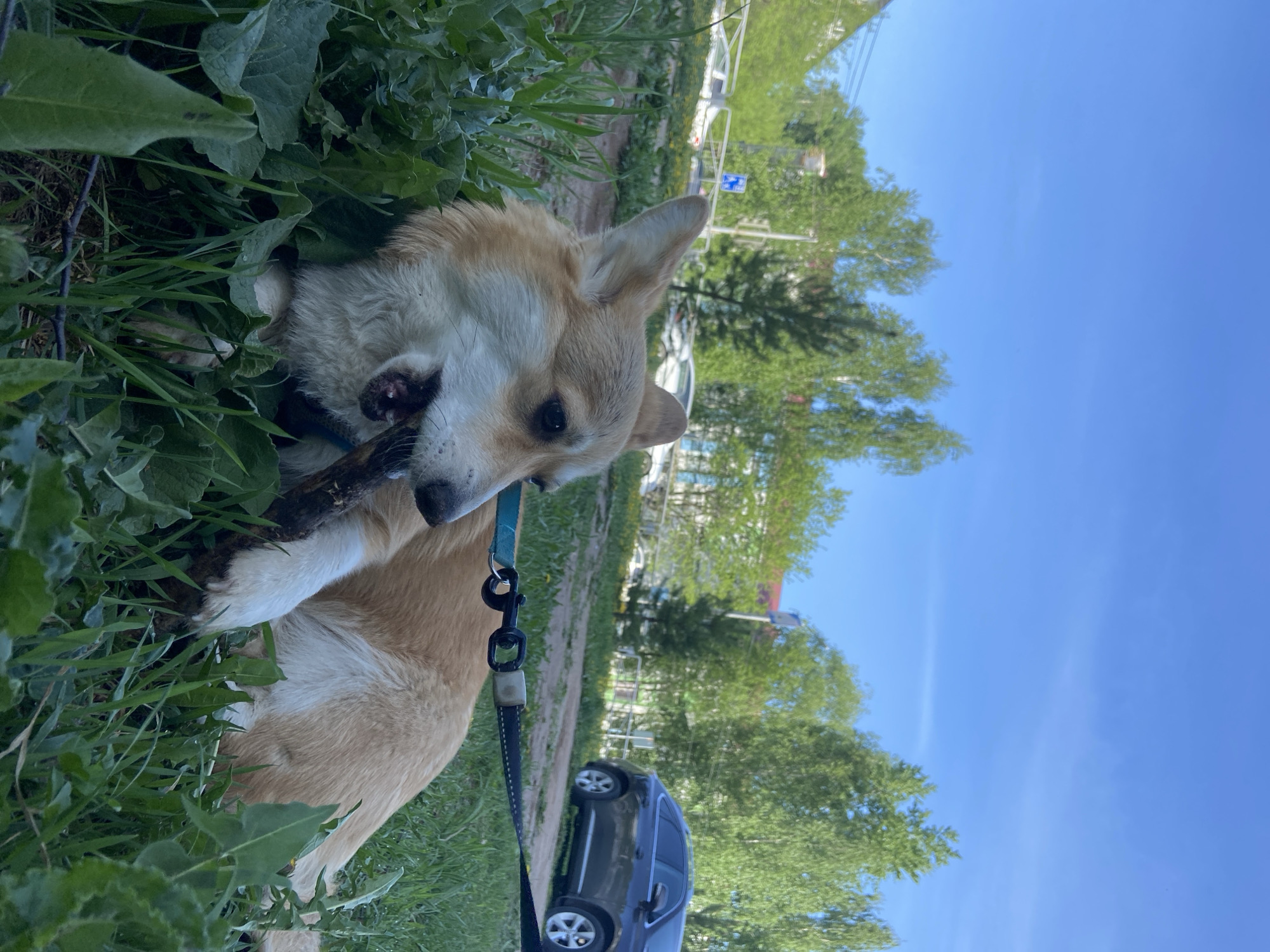 A tan and white corgi dog, wearing a blue leash, is lying in a patch of green grass and large leafy plants, chewing on a dark brown stick. The dog is positioned in the left foreground of the image. Behind the dog and to the right, the image shows a street scene with a black car parked on the side of the road. There are trees and buildings visible in the background, partially obscured by the trees. A blue street sign is visible amongst the trees. The sky is bright blue. The photograph was taken in the city of Chaikovsky, Russia.