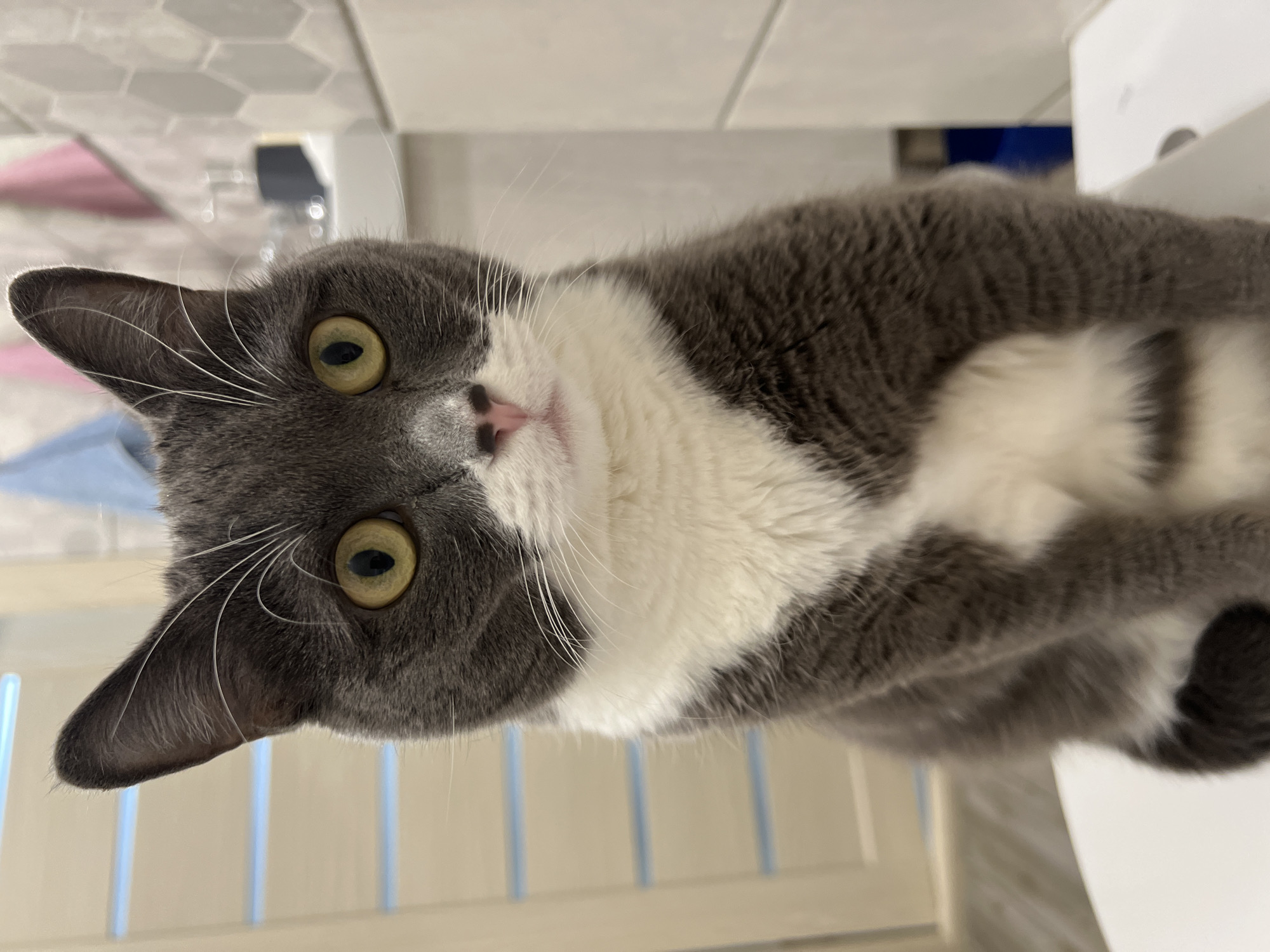 A gray and white cat with yellow eyes is looking up at the camera. The cat's face is centered in the frame, and its body extends diagonally towards the upper right corner. The background includes a white tile wall with hexagonal patterns, a white toilet, and a blue and white striped railing. The location in the city of Tyumen, Russia is not evident from the image.