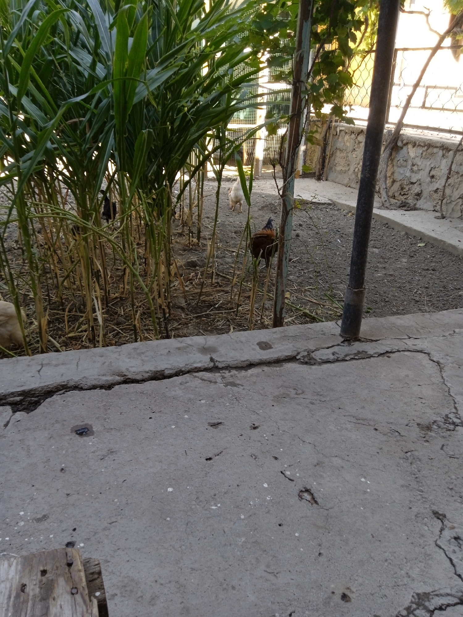 An exterior, eye-level shot depicts a yard with a paved area in the foreground and a dirt area with vegetation and a fence in the background. The paved area consists of rough, cracked concrete with some debris and white speckles. A wooden object is visible in the lower left corner. The dirt area has a dense patch of tall green plants, likely corn stalks, with some dry, brown stalks interspersed. Two chickens are present in the dirt area; one is a dark-colored rooster with red and brown plumage standing in front of the plants, and another is a lighter-colored chicken further back and to the left. A vertical metal pole, wrapped with tape near the base, stands in the middle ground. Beyond the plants and pole, a stone wall is visible, topped with a wire fence and further back, what appears to be a building with a yellow-tinted window. The lighting suggests it is daytime.