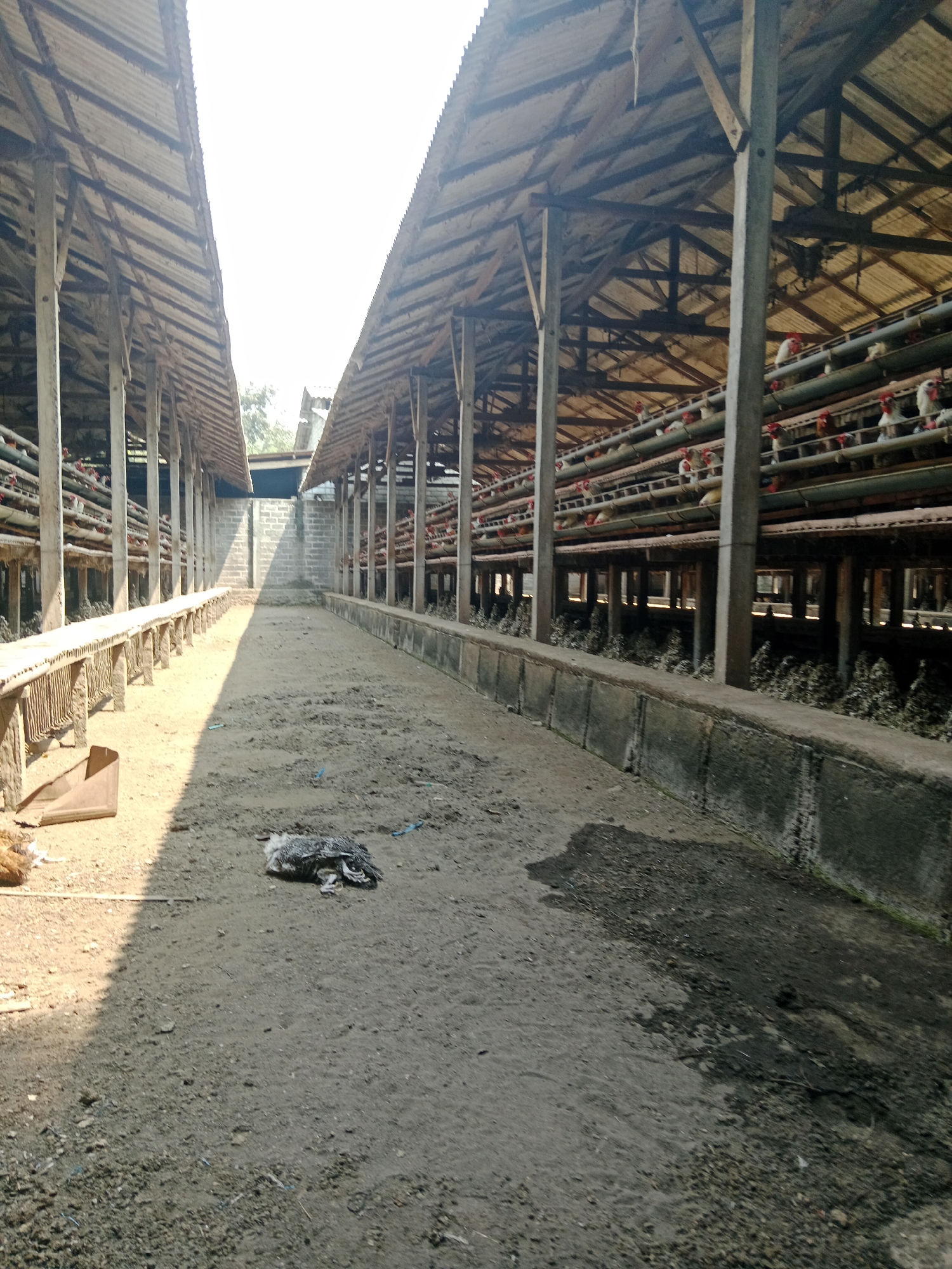 The image depicts a chicken farm, likely in Sambi, Indonesia, characterized by a narrow pathway between two long, open-sided sheds. The sheds have corrugated metal roofs supported by wooden beams and posts. Within the sheds, chickens are housed in tiered cages. The pathway is made of dirt and gravel, with some scattered debris, including a dead chicken lying on the ground in the foreground. Sunlight casts distinct shadows across the pathway, indicating a bright, sunny day. The environment appears somewhat rustic and agricultural.