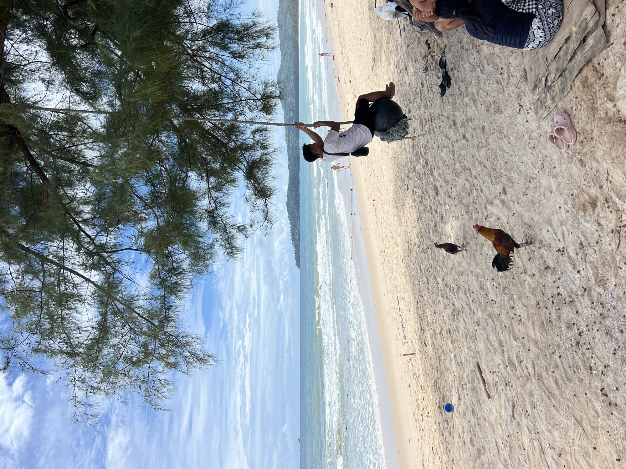 A young man is swinging on a rope swing attached to a tree on a sandy beach. He is wearing a white t-shirt and black shorts. The beach is lined with trees and faces a blue ocean with moderate waves. Two roosters are walking on the sand. In the background, there are a few people walking and standing on the beach, and a distant coastline with hills. The sky is partly cloudy.