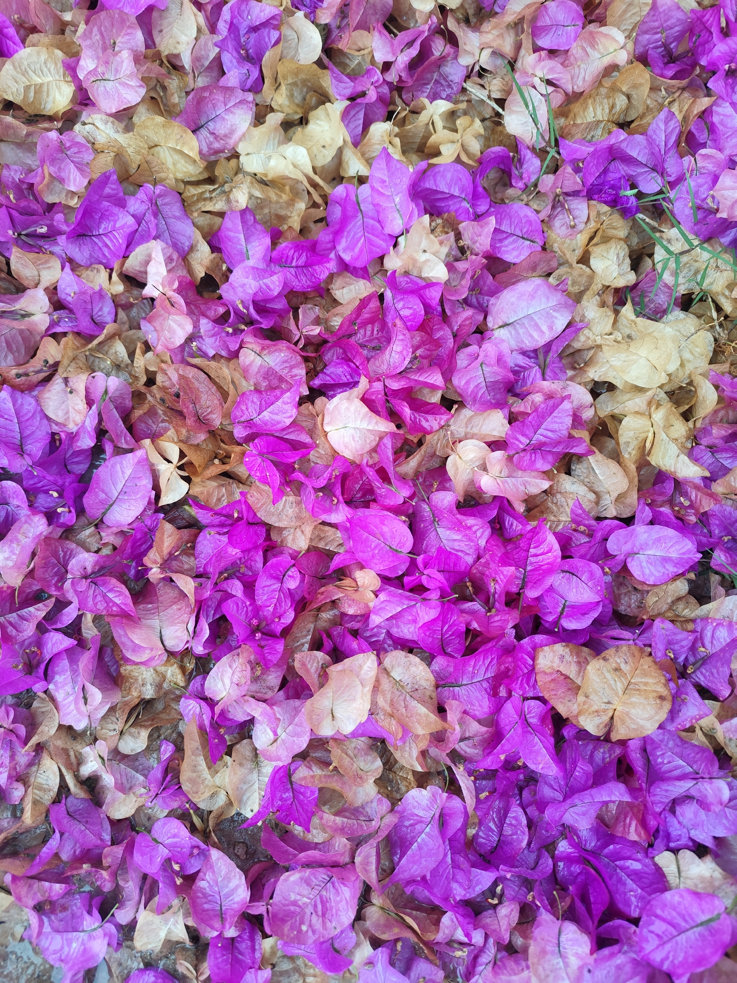 This is a close-up, overhead shot of fallen bougainvillea petals scattered on the ground. The petals are a vibrant mix of deep purple and lighter shades of pink and peach, interspersed with dried, tan-colored petals. Some of the leaves still show prominent veins. There are a few blades of green grass peeking through the colorful debris. The ground beneath the petals appears to be dark and slightly damp. The image captures a natural accumulation of plant matter, suggesting an outdoor environment in Lạc Dương, Vietnam, likely a public space or garden where bougainvillea is grown.