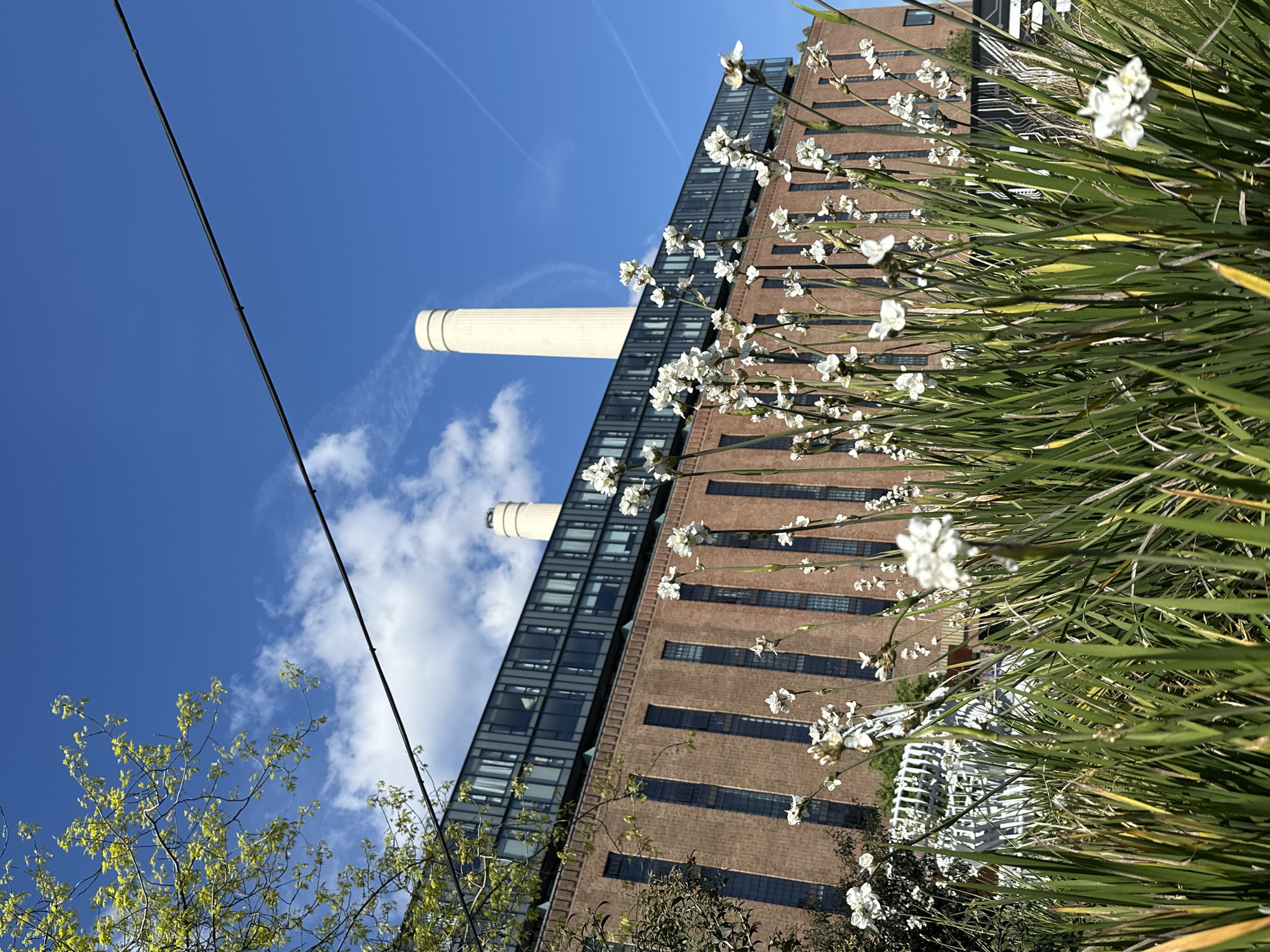 The image presents an angled view of the Battersea Power Station in London, United Kingdom. The power station's brick facade is visible, along with its prominent chimneys against a backdrop of a blue sky with scattered clouds. In the foreground, tall grasses and white flowering plants obscure the lower portion of the building. A green tree with yellow flowers is visible in the lower left corner, and electrical wires stretch across the upper left portion of the image. The overall impression is of an industrial structure juxtaposed with natural elements in an urban setting.