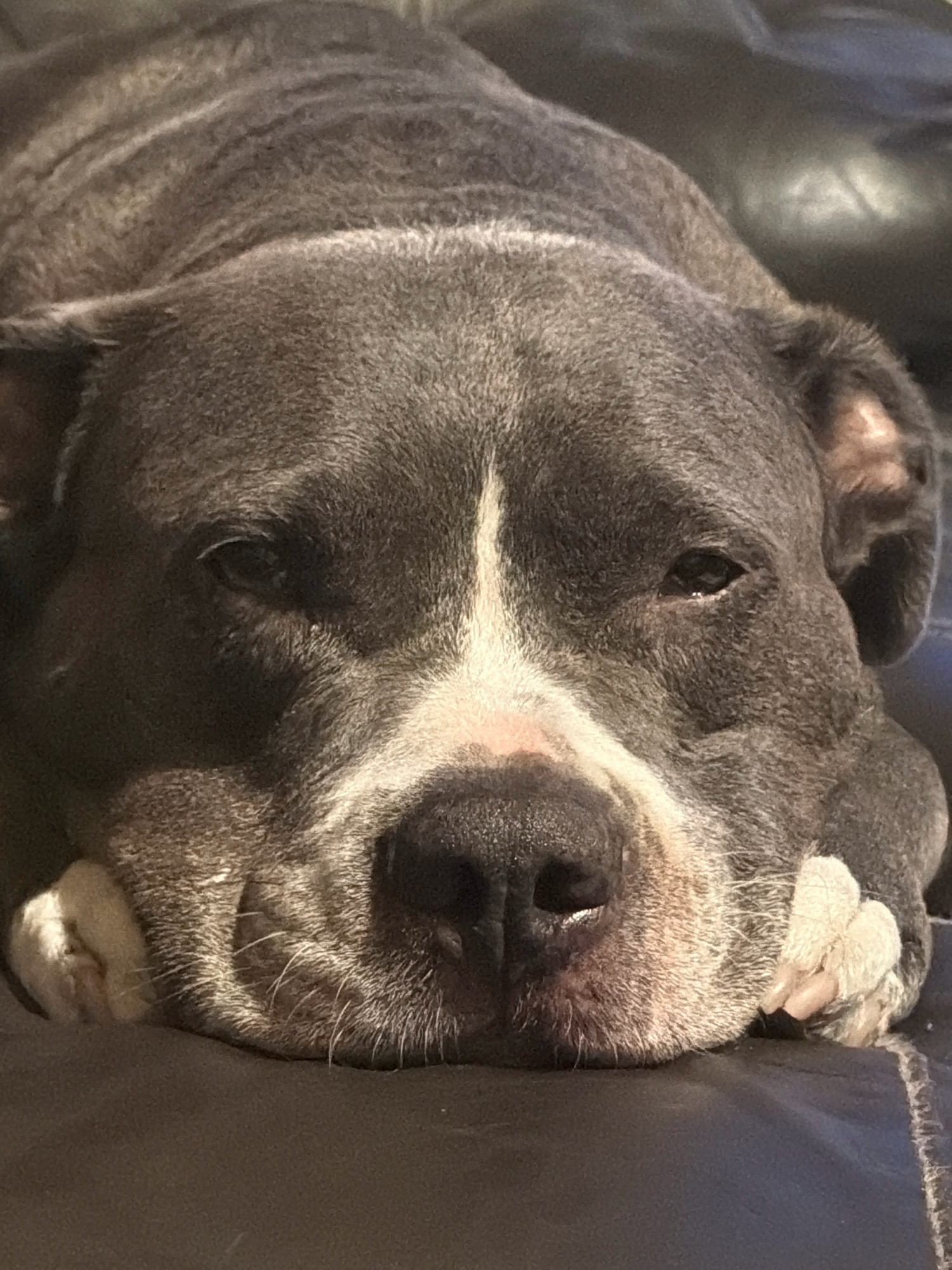 The image is a close-up, eye-level shot of a gray Pitbull resting its head on a dark brown, leather-like surface, likely a couch or chair. The dog's face is the primary focus, with its eyes partially closed and its head resting on its paws. A white stripe runs down the center of its muzzle. The lighting suggests it is indoors, possibly in a residential setting in Esch-sur-Alzette, Luxembourg. There are no other visible subjects or objects of note in the frame, and the action depicted is passive resting. The environment appears to be an indoor domestic setting.