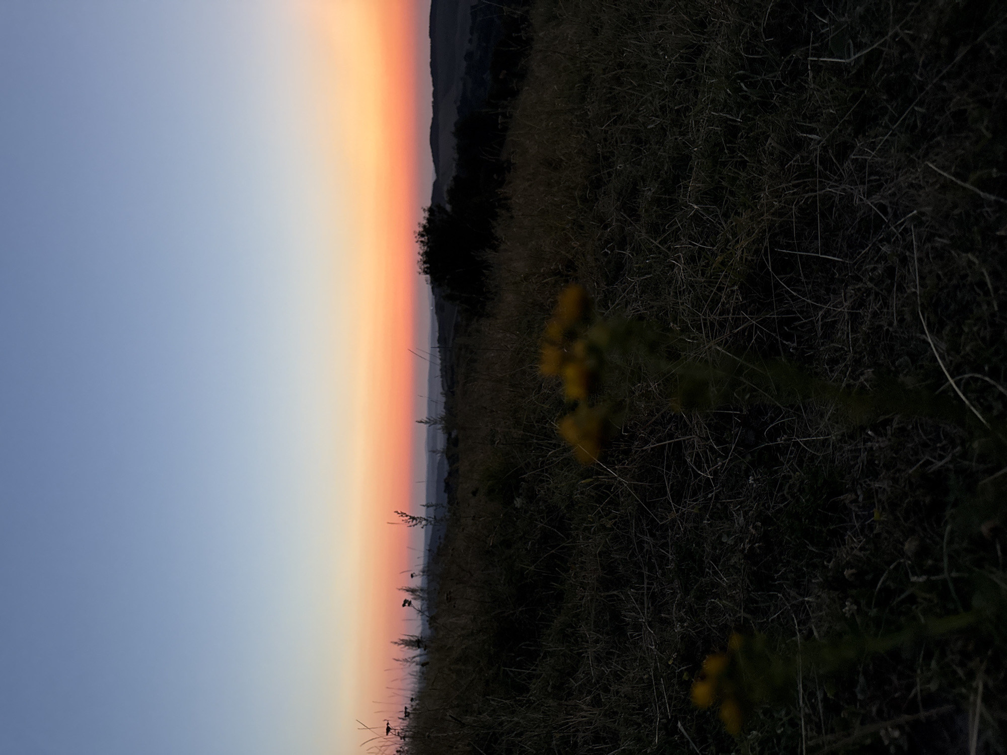 An outdoor, vertical, full shot captures a sunset over rolling hills. The sky transitions from a clear, light blue at the top to a vibrant orange and pink hue near the horizon. The foreground is dominated by dry, tall grass and a few blurred wildflowers in shades of yellow and brown. Dark, silhouetted trees dot the landscape in the midground, with more distant hills fading into the twilight. The overall impression is one of natural beauty and tranquility during the golden hour.