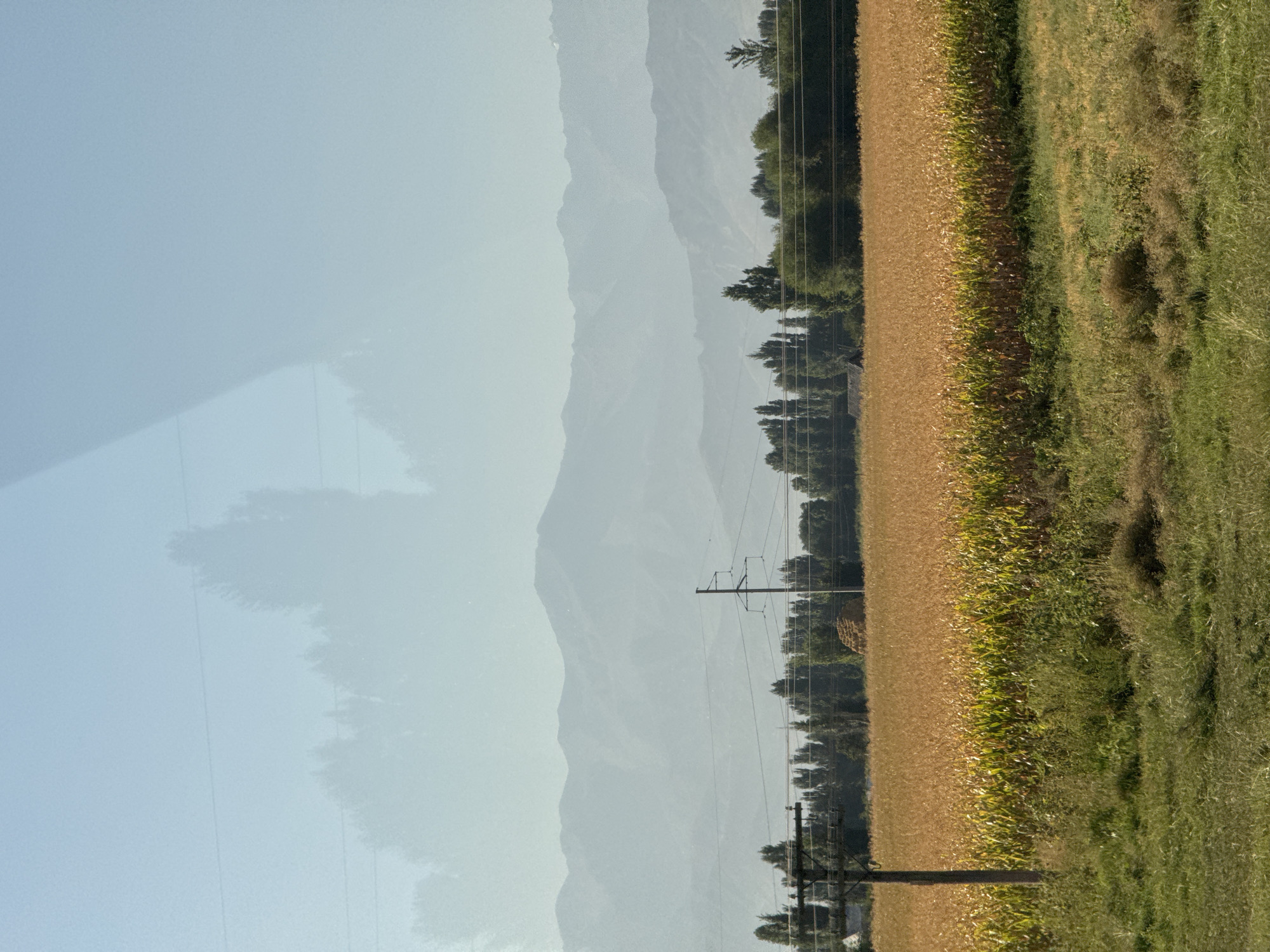 The image depicts a rural landscape with a field of ripe crops, likely corn, stretching across the mid-ground. The crops are predominantly golden-yellow with some green stalks visible, suggesting they are nearing harvest. In the background, a line of trees forms a dark green border, behind which hazy, layered mountains are visible against a pale blue sky. Power lines traverse the scene horizontally, supported by utility poles, one of which is prominent in the foreground on the left. A haystack is visible in the distance amongst the trees. The foreground consists of green grass and vegetation, with a weathered wooden post on the left side of the image. The scene is bathed in natural light, suggesting it was taken during the daytime. There are no people or animals visible in the image. The reflection of trees is visible in the upper portion of the image, suggesting it may have been taken from inside a vehicle or through a window. The location is identified as Ivanovka, Kyrgyzstan.