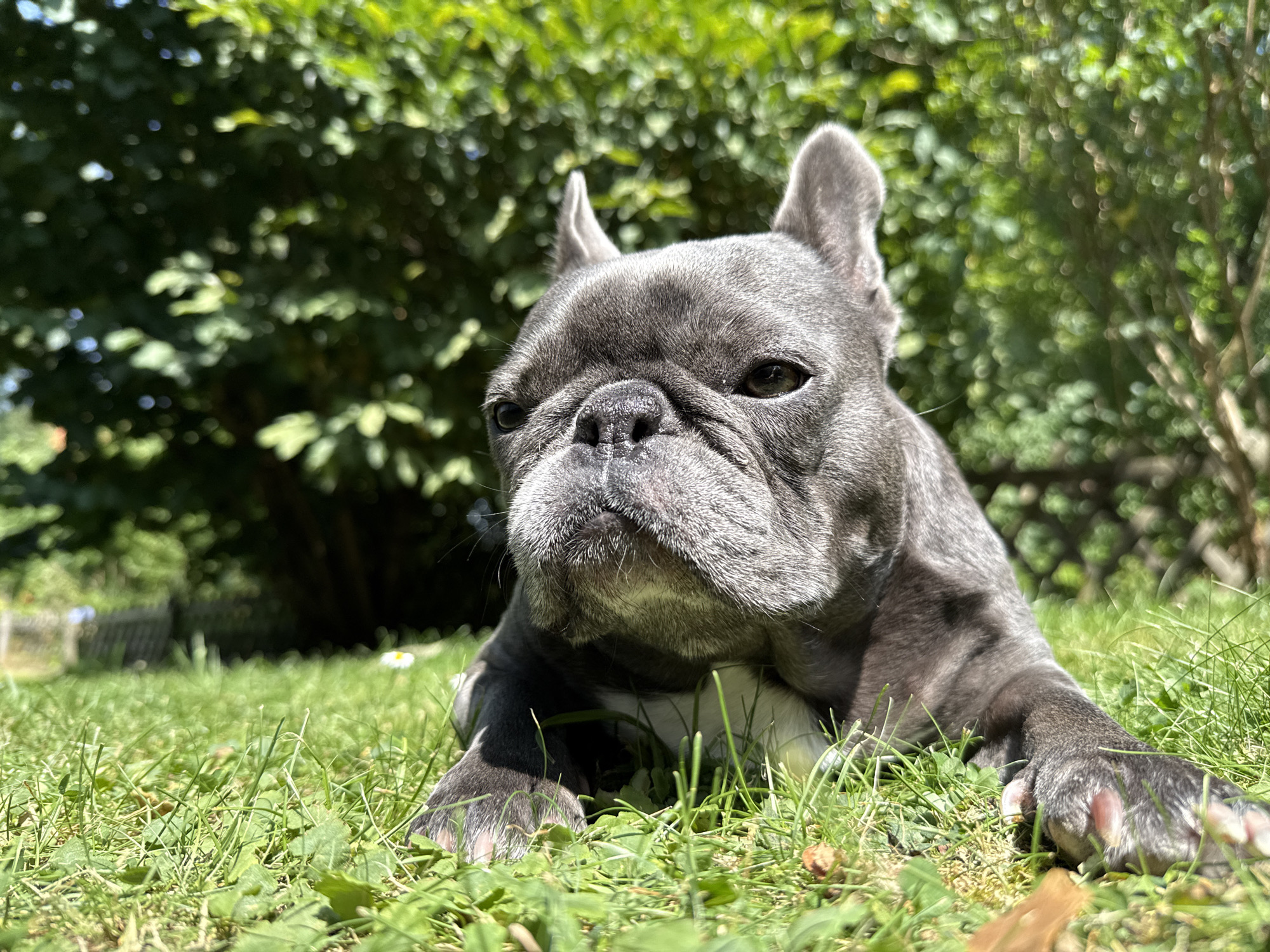 The image shows a grey French Bulldog lying on lush green grass in a backyard on a sunny day. The dog is looking directly at the camera with a slightly furrowed brow. Its ears are perked up. In the background, there are dense green trees and bushes, with dappled sunlight filtering through the leaves. To the left, a white fence can be seen. The scene appears to be a typical domestic garden. The image was taken in Bad Sachsa, Germany.