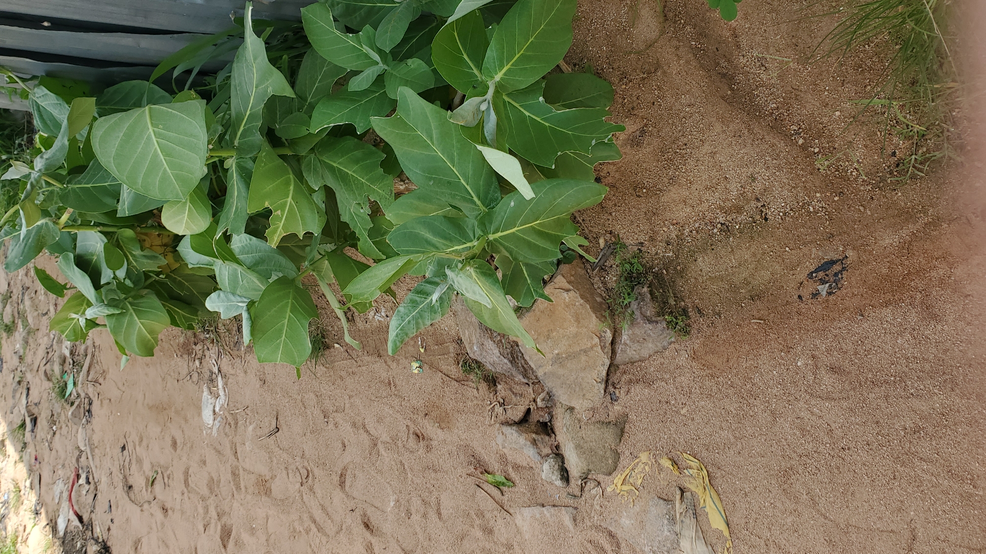 The image depicts an outdoor scene, likely in Jalingo, Nigeria, characterized by a sandy ground surface with scattered small rocks and vegetation. A dense cluster of large-leaved green plants, possibly Calotropis, dominates the right side of the frame, growing adjacent to a grey corrugated metal structure. In the foreground, the sandy ground is interspersed with a few larger rocks, some with yellow material draped over them, and patches of sparse green grass. Towards the bottom right, a small amount of dark debris is visible on the sand. The overall impression is one of a somewhat unkempt outdoor area, possibly a roadside or a garden edge.