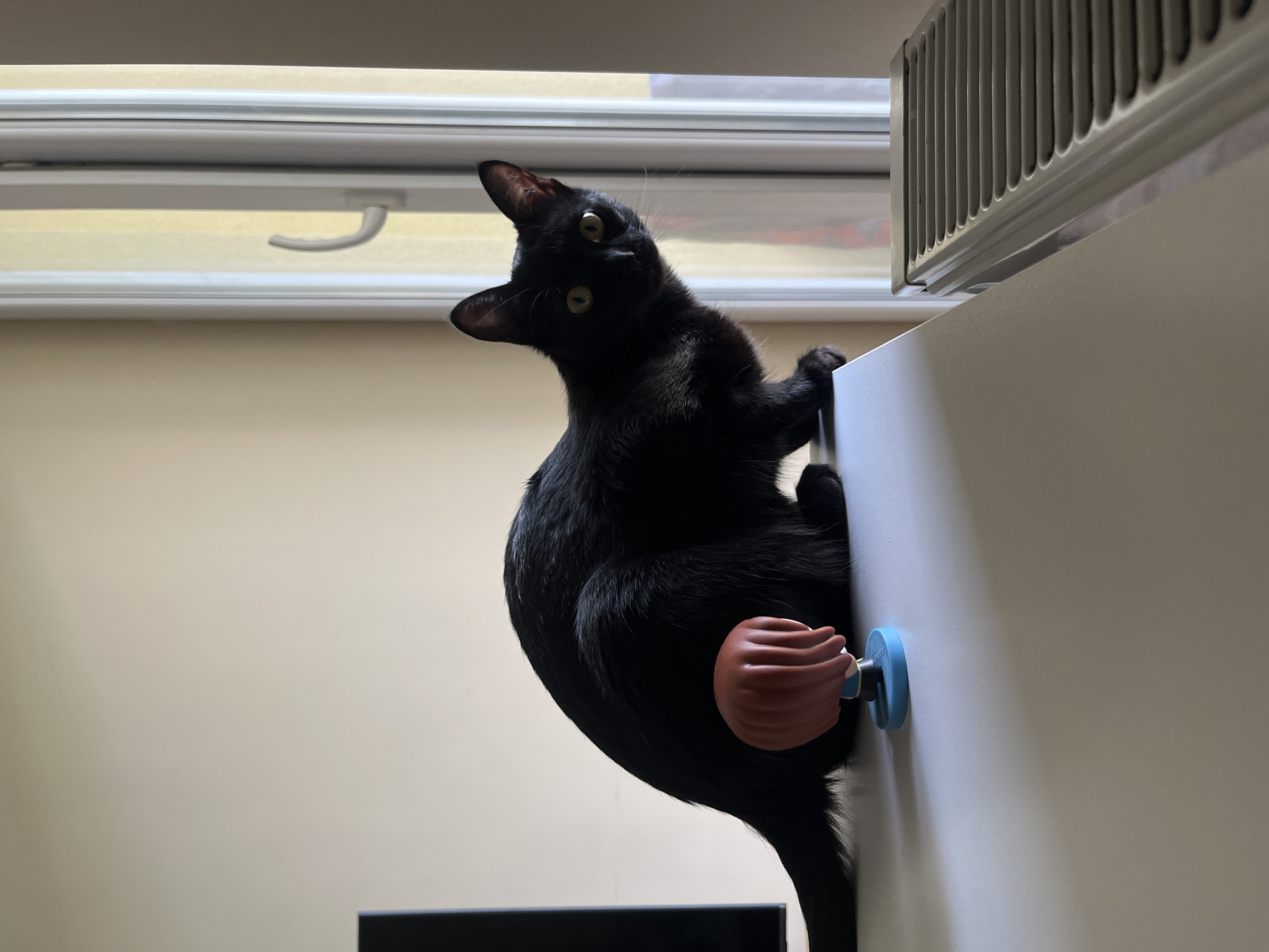 A black cat is shown gripping onto a white cabinet. The cat's body is positioned against the side of the cabinet. A brown and blue object is attached to the cabinet at the cat's side. The background includes a window and a radiator.