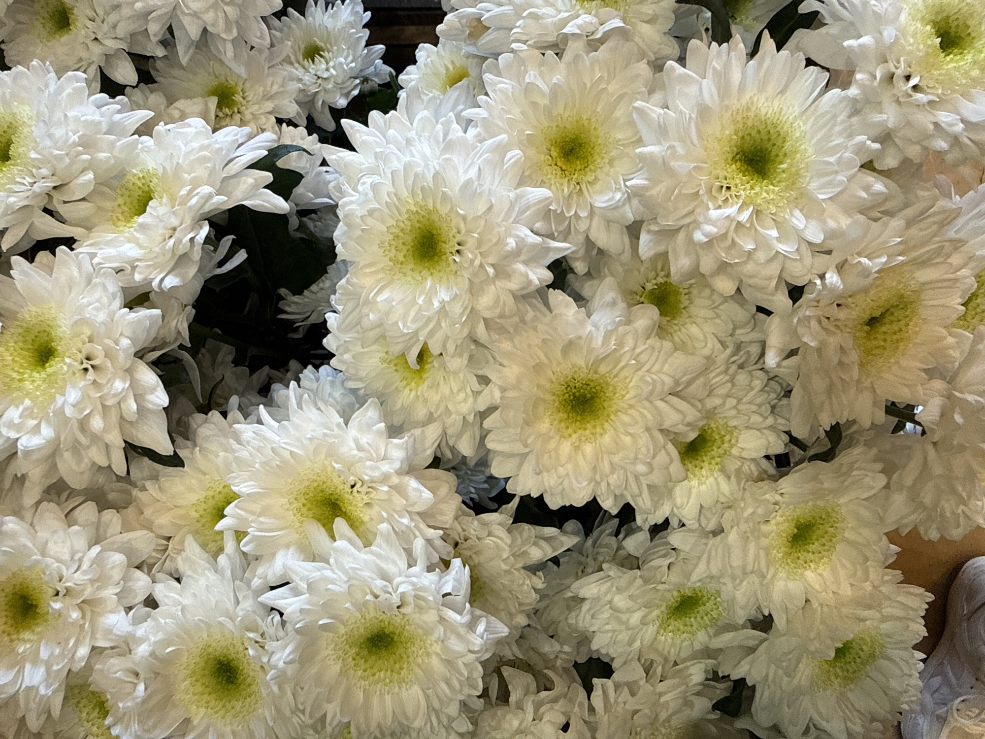 A close-up, top-down photograph captures a vibrant and abundant display of white chrysanthemum flowers. Each flower features numerous soft white petals surrounding a distinct, bright light green center. The blossoms are densely packed together, filling the entire frame and obscuring most of the background, though hints of darker foliage or shadows can be seen in the interstitial spaces between some flowers. The lighting is soft and diffused, highlighting the delicate textures of the petals and the fresh appearance of the blooms. There are no people visible, and no specific activity is taking place; the image is a still life focused solely on the flowers. No text is visible within the image. While the image itself does not provide explicit location cues, the context states the location is Barcelona, Spain. The overall impression is one of natural beauty, freshness, and serenity.
