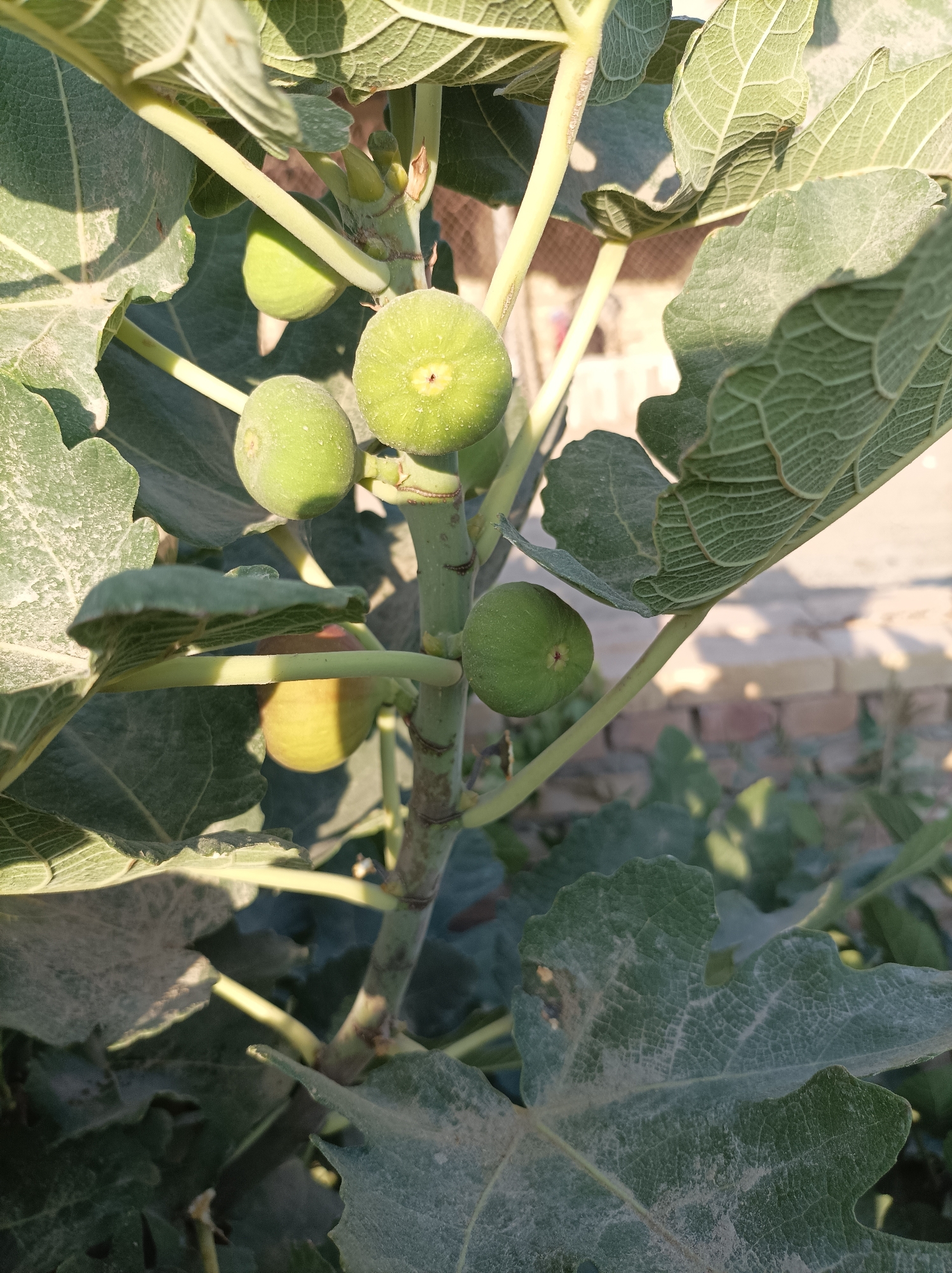 The image shows a close-up view of a fig tree branch with several unripe green figs and large, lobed fig leaves. The figs are round and vary slightly in size, with a small scar or opening visible on some. The leaves are a deep green and appear dusty, with prominent veining. The branch is thick and green, with smaller stems branching off. In the background, out of focus, are hints of a brick wall and what appears to be an outdoor setting, possibly a garden or yard. The lighting suggests it is daytime, with sunlight casting shadows. The image does not contain any people or specific identifiable landmarks of Seýdi, Turkmenistan.