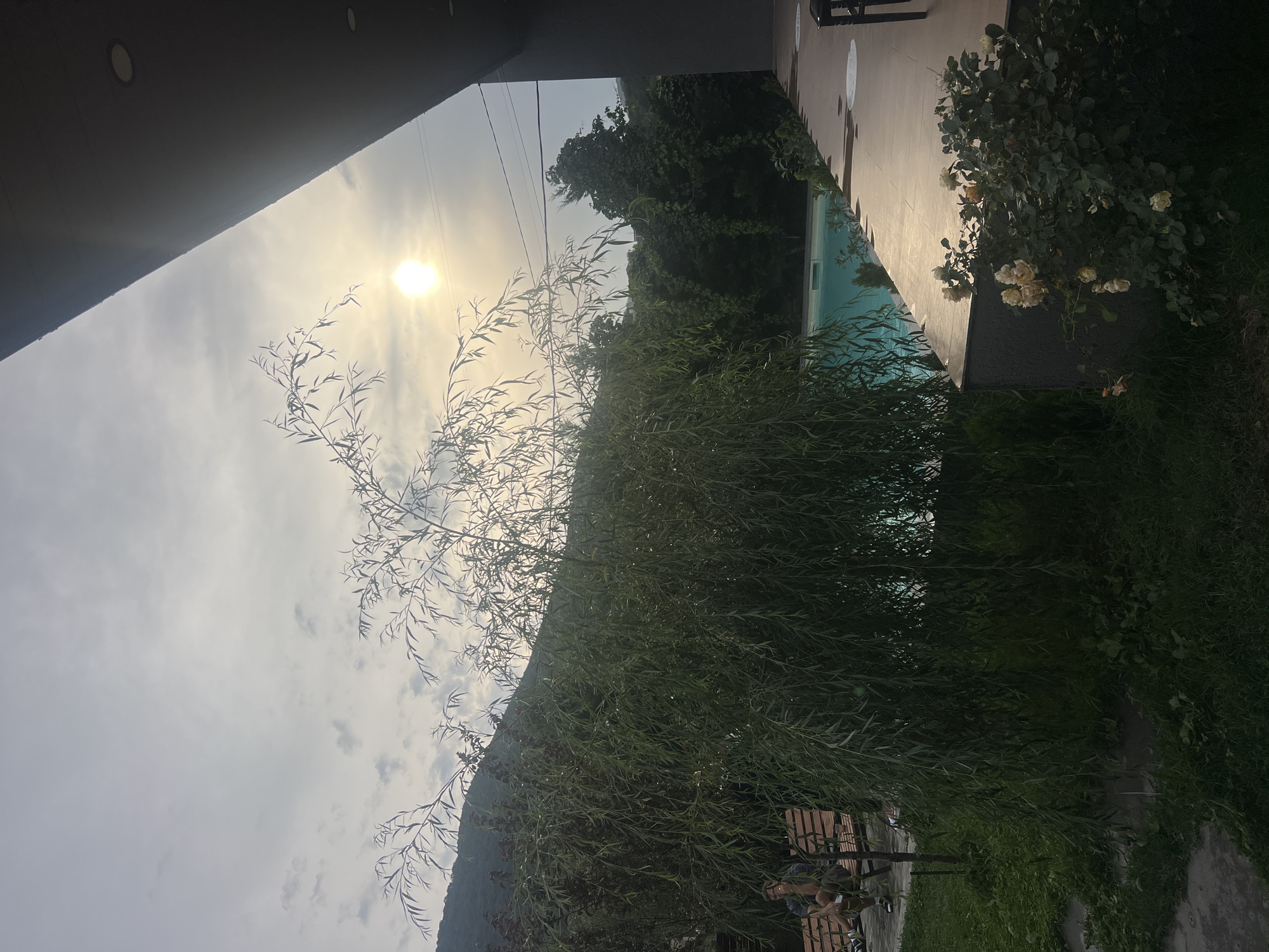The image depicts an outdoor scene with a swimming pool and lush vegetation. The sky is overcast with a bright sun partially obscured by clouds, casting a soft light. A large weeping willow tree with delicate, drooping branches dominates the left side of the frame, its leaves creating a dense canopy. To the right, a modern building with a dark, angled roof overhangs a paved patio area.
In the background, a swimming pool filled with clear turquoise water is visible, bordered by greenery. A person is seated on a wooden bench on the left, partially obscured by the willow tree. The surrounding environment includes grassy areas and a hill covered in trees. Yellow roses are blooming in a bush on the right side of the patio. The overall impression is of a serene, possibly resort-like setting. The scene is located in the village of Tsodoreti, Georgia.