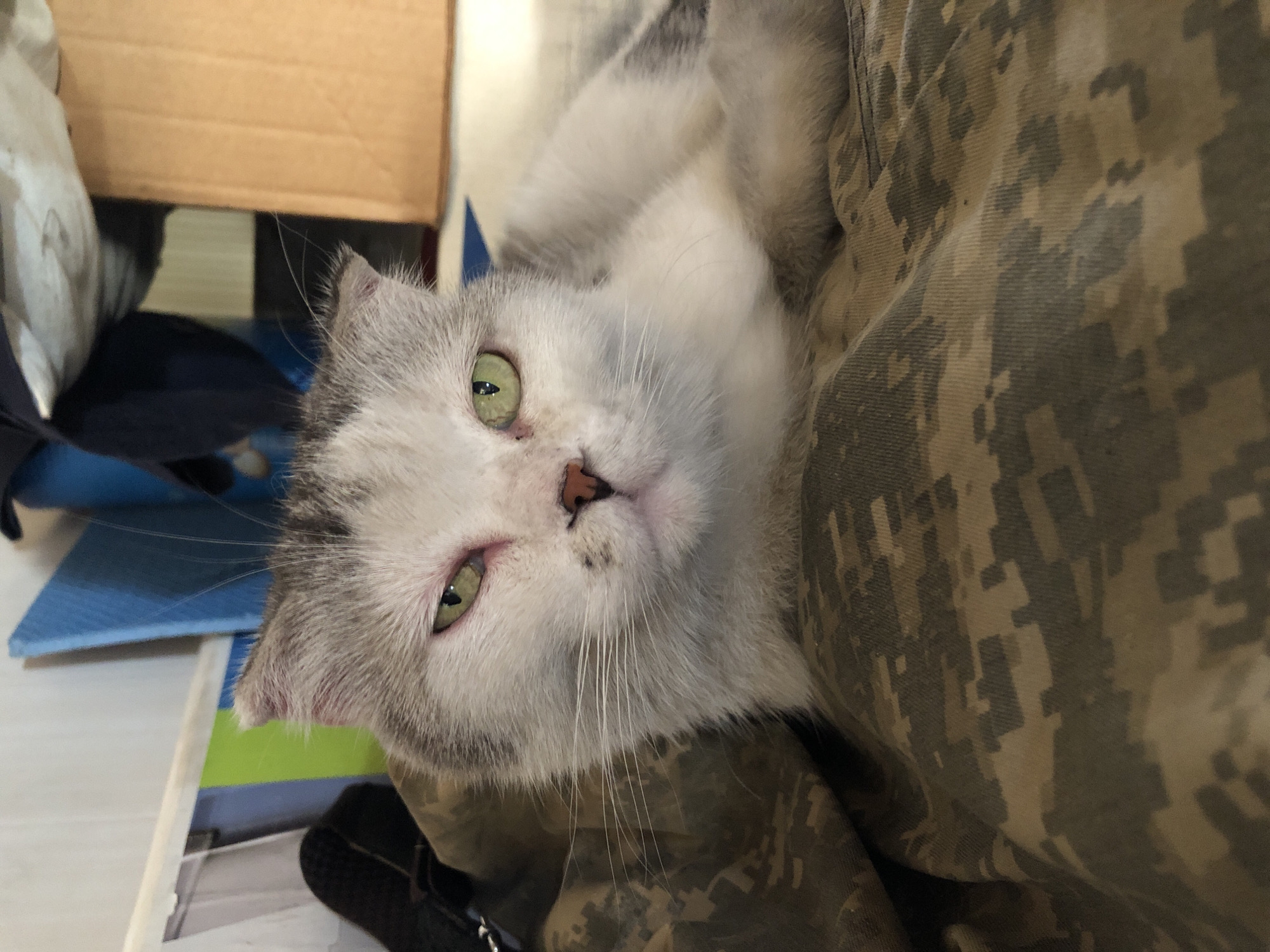 A domestic cat with white and grey tabby fur is resting indoors, positioned in the foreground and center of the frame, looking directly at the viewer. The cat has green eyes that are partially squinted, and its visible right ear is folded. Small dark spots are present on the bridge of its pinkish-brown nose. The cat is lying on a fabric with a digital camouflage pattern in shades of tan, brown, and dark green/grey. The background is out of focus, revealing a cluttered indoor environment. Visible elements include a dark object and a bright green vertical strip on the left, and a blue item (possibly a book or folder) and a large brown cardboard box on the right. The image contains no identifiable landmarks or features to determine the specific city of Noviy, Russia, or any other geographical location.