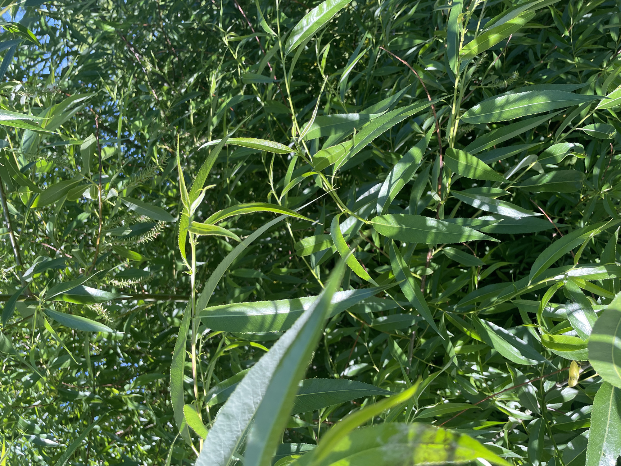 The image shows a close-up view of green foliage, likely from a willow tree, given its long, narrow leaves and the presence of catkins. The leaves are a vibrant green and appear healthy, with some catching the sunlight, creating bright highlights. The density of the foliage suggests a lush, overgrown area. The background is filled with more leaves and branches, creating a natural, outdoor scene. Small clusters of what appear to be developing flower spikes (catkins) are visible on some of the thinner branches, suggesting it might be spring or early summer.
The lighting suggests it is daytime, with the sun casting shadows and illuminating the leaves. The overall impression is one of natural beauty and growth. There is no text visible in the image. The location context of Tallinn, Estonia, implies this is likely an outdoor scene in a park, garden, or natural area within the city or its surroundings. The weather appears to be clear and sunny, contributing to the vibrant green hues of the plants.