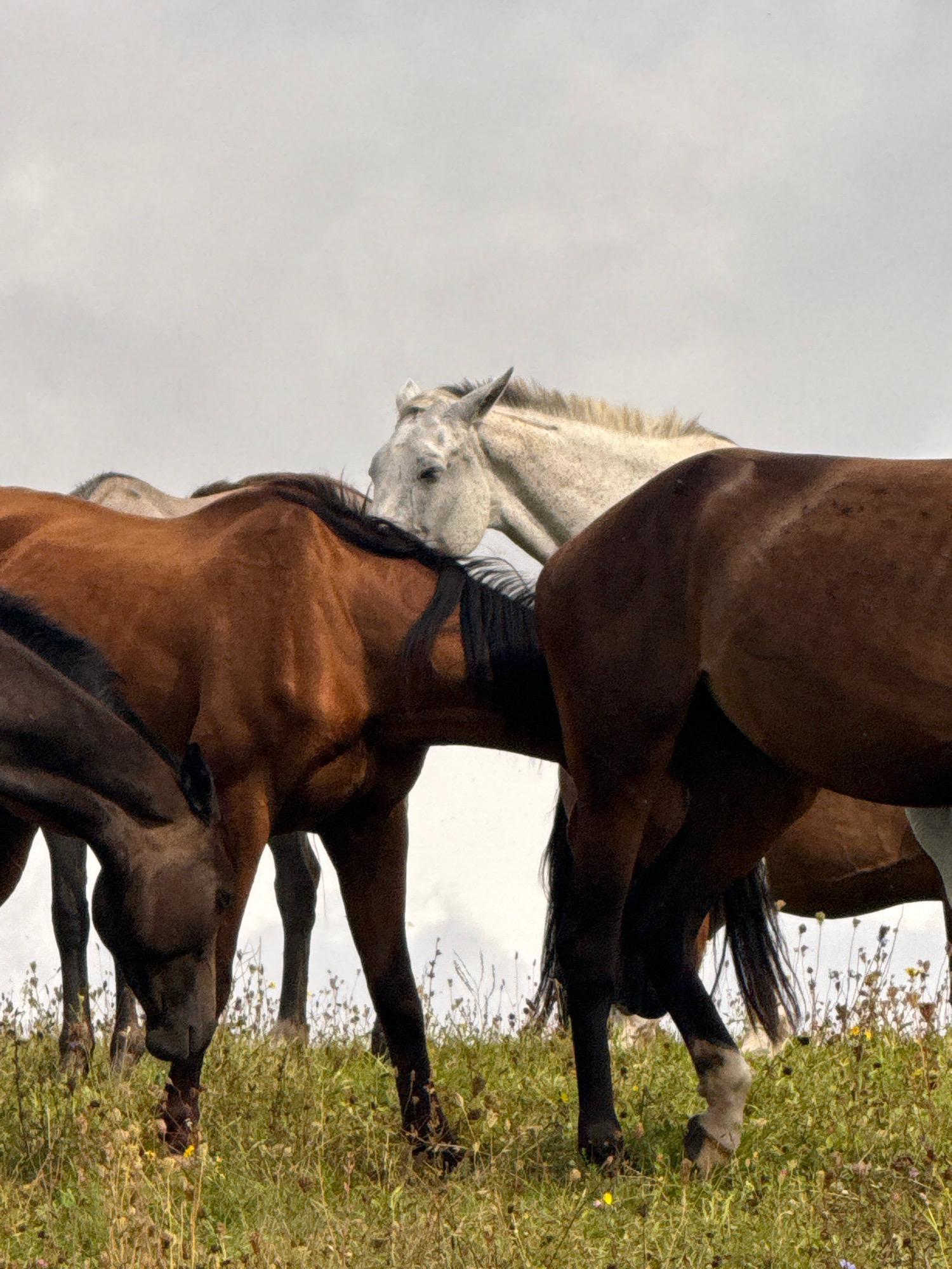 In Galinė, Lithuania, a group of horses graze on a grassy hill under an overcast sky. The horses, predominantly brown with one white horse visible, are positioned close together. Some are seen with their heads down, appearing to eat, while others are turned towards each other, suggesting social interaction. The foreground is filled with green grass and small wildflowers. The background is a plain, light gray sky.