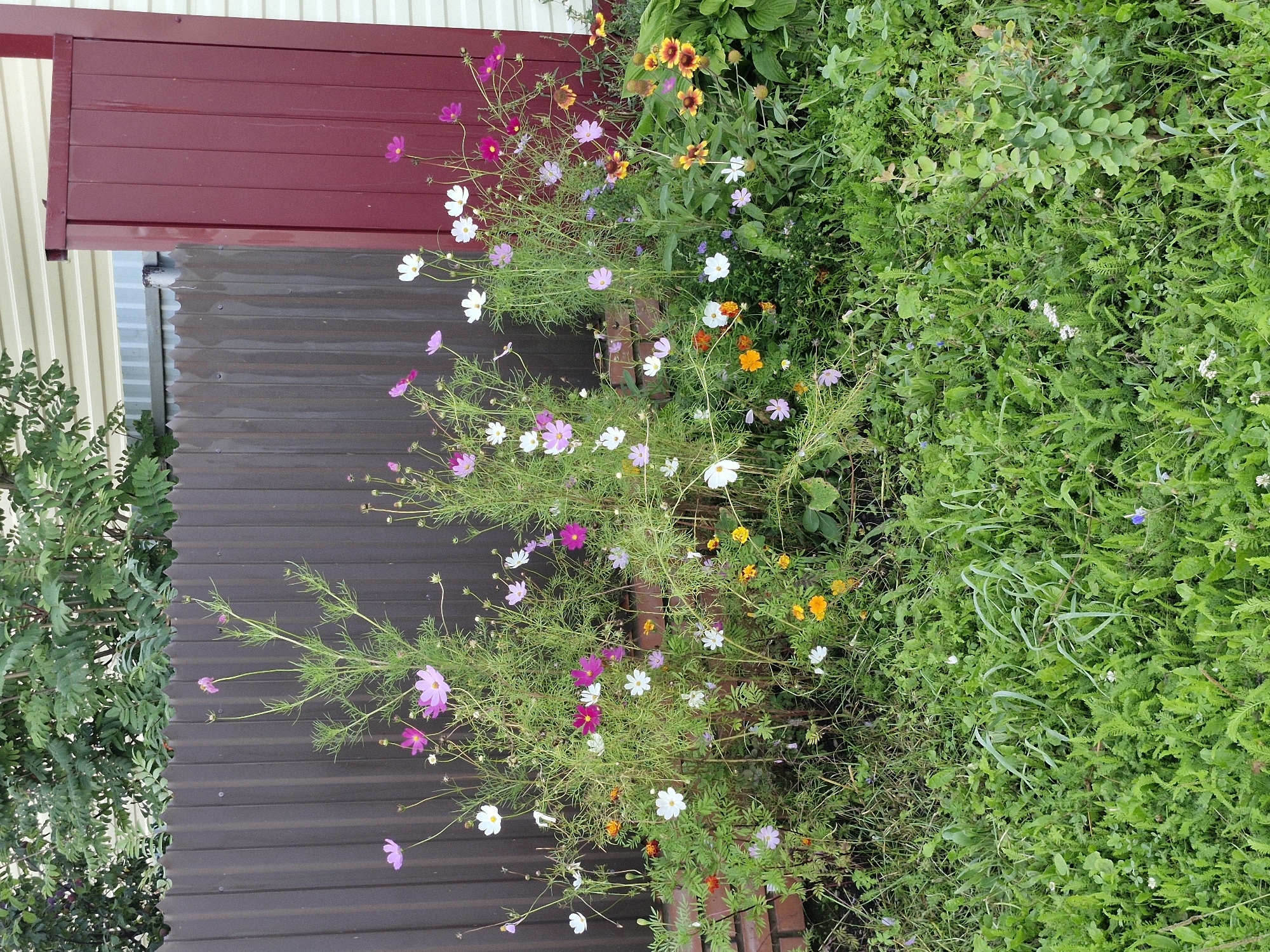 The image depicts a patch of overgrown garden in Buzdyak, Russia, featuring a variety of blooming cosmos flowers in shades of pink, white, and magenta, interspersed with some orange and yellow wildflowers. The flowers are growing in front of a dark brown corrugated metal fence. To the right of the fence, a section of a dark red metal structure, possibly a gate or part of a building, is visible, set against a light-colored, horizontally paneled wall. Lush green grass and other foliage cover the foreground and extend around the flowers. The overall impression is a slightly untamed, naturalistic garden setting.