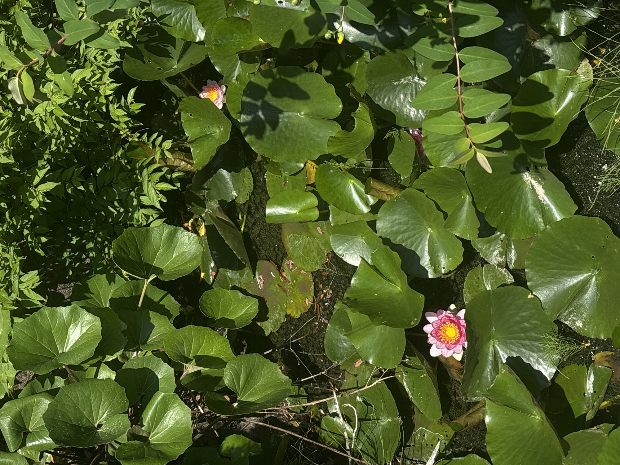 This detailed overhead image depicts a segment of a verdant pond located in Kanazawa, Japan, under direct sunlight. The water's surface is largely covered by numerous large, round green lily pads (Nymphaeaceae). Two water lilies are in bloom: one prominent pink and yellow flower with a distinct central yellow stamen cluster is positioned in the lower center, and a smaller, paler pink flower is visible in the upper right quadrant. The water, visible in gaps between the pads, appears dark and contains some submerged aquatic growth. Surrounding the pond are various green terrestrial plants: large, cordate leaves with visible venation occupy the upper left, dense shrubbery with smaller leaves is in the upper right background, and a branch bearing paired ovate leaves and small yellow buds extends into the lower right foreground. Sunlight creates strong highlights on the foliage and casts distinct shadows on several lily pads. No individuals or fauna are present.