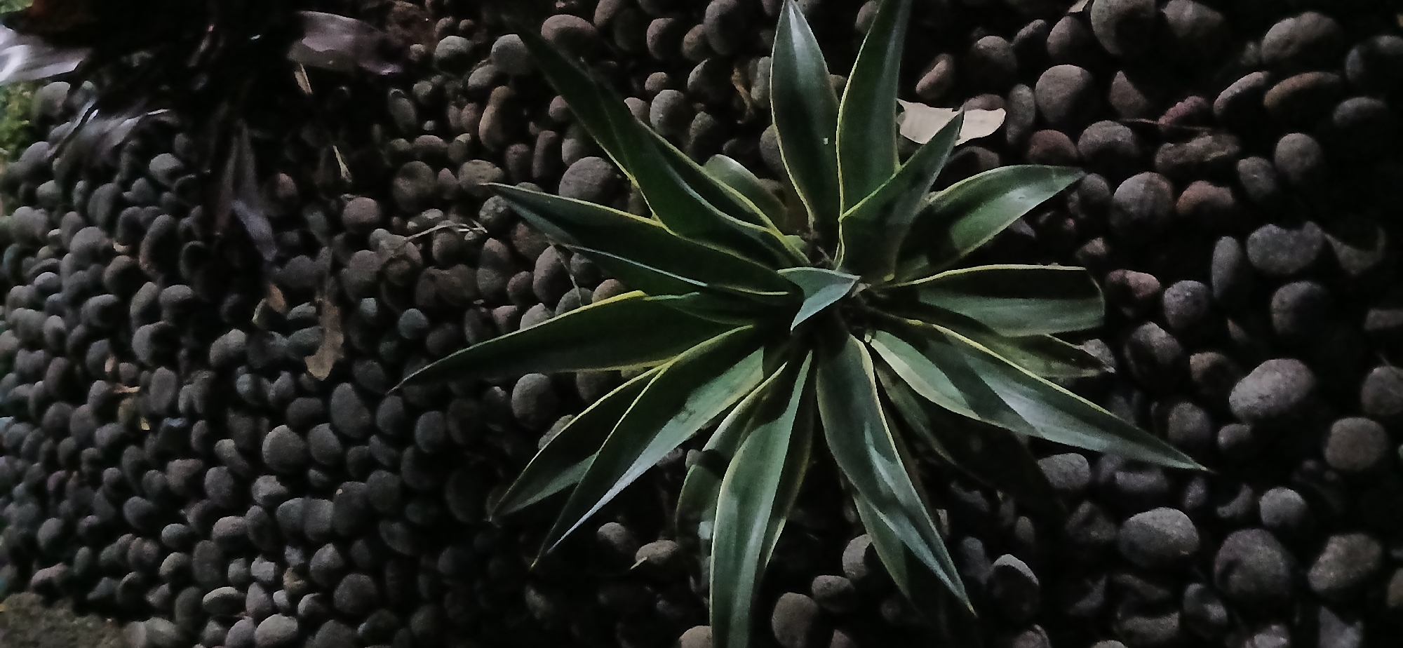 In Sekarputih, Indonesia, a medium shot captures an agave plant positioned centrally in the frame, its spiky, variegated green leaves fanning outwards against a backdrop of dark, rounded river stones. The lighting is low, casting shadows and highlighting the plant's form and the texture of the stones. The scene appears to be outdoors, possibly a garden or landscaped area. No people are visible, and no specific actions or interactions are depicted. The environment is natural, with the plant and stones being the primary subjects.