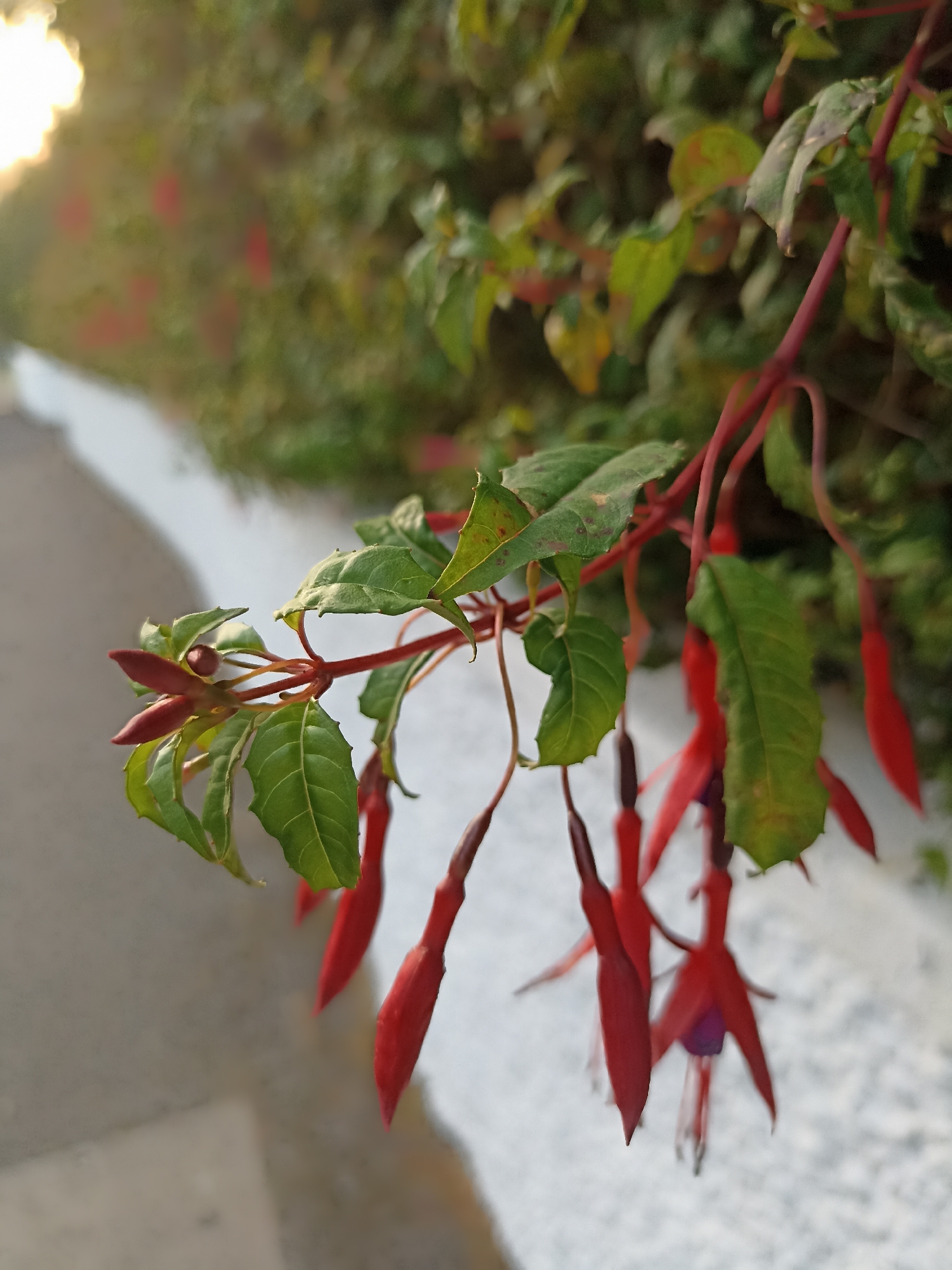 The image shows a close-up of a fuchsia plant with red and purple flowers and green leaves. The plant is outdoors, with a blurred background of greenery and a white wall. The sun is visible in the upper left corner, casting a warm glow on the scene. The fuchsia flowers are pendulous, with delicate petals and a distinctive shape. Some of the flowers are in bloom, while others are still in bud. The leaves are oval-shaped and have a slightly serrated edge. The overall impression is one of natural beauty and tranquility. There are no people or animals visible in the image. The scene appears to be in a garden or a park, possibly in Annagry, Ireland, given the hint provided.