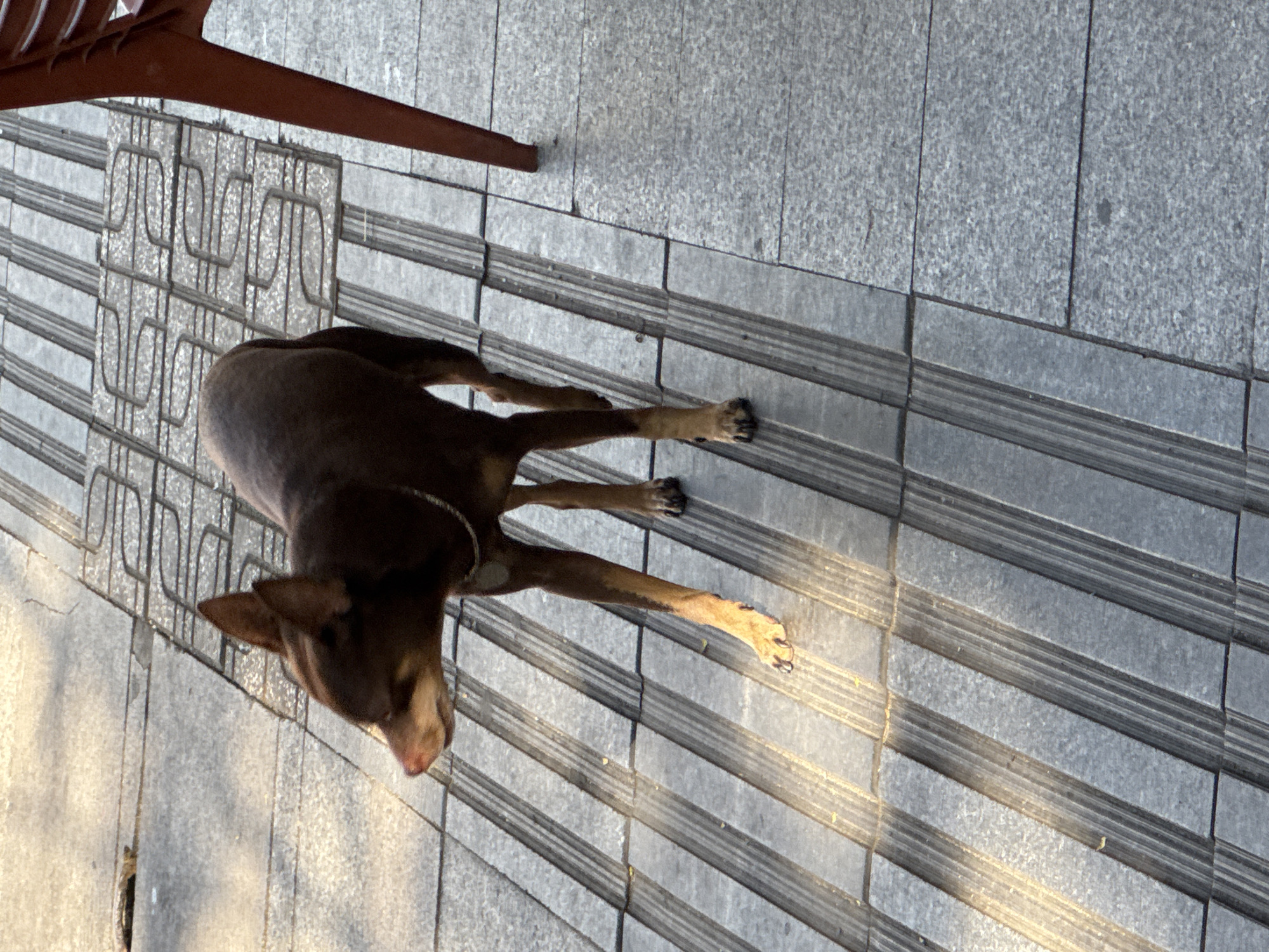 A small, brown dog with pointed ears stands on a textured sidewalk in Nha Trang, Vietnam. The dog is facing left, with its head slightly lowered and its mouth open. Its fur is short and appears to be a dark brown color, with some lighter tan markings on its legs and snout. The dog is wearing a thin silver chain collar. The sidewalk is made of gray tiles with raised ridges in some sections. Sunlight casts shadows across the sidewalk, indicating it is likely daytime. In the background, a red chair is partially visible. The overall scene depicts a street-level view of a dog in an urban environment.
