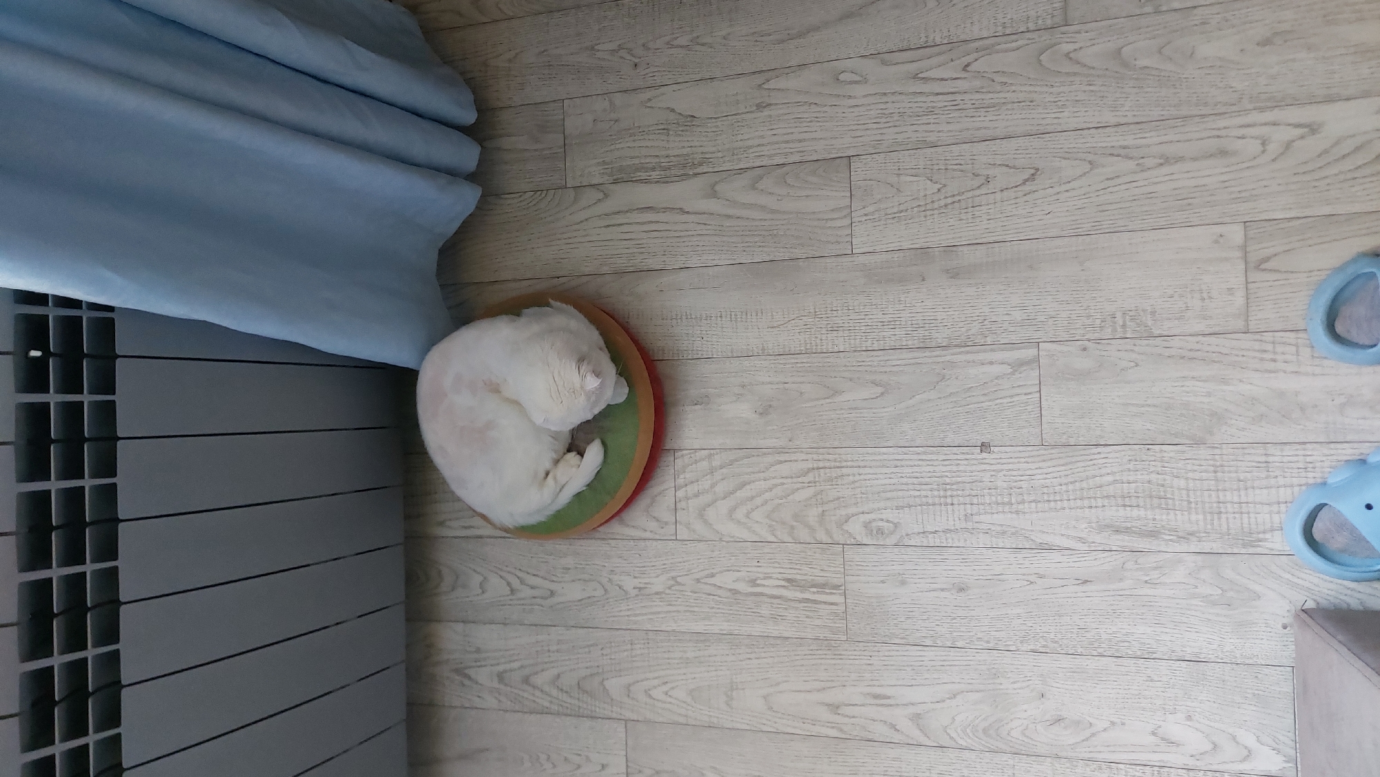 A white cat is curled up sleeping on a circular pet bed, which is positioned on a light-colored wooden floor. Behind the cat, a grey radiator and a light blue curtain are visible. The scene appears to be indoors, in a residential setting. There is no information available to determine the location in the city of Зелёный, Russia.