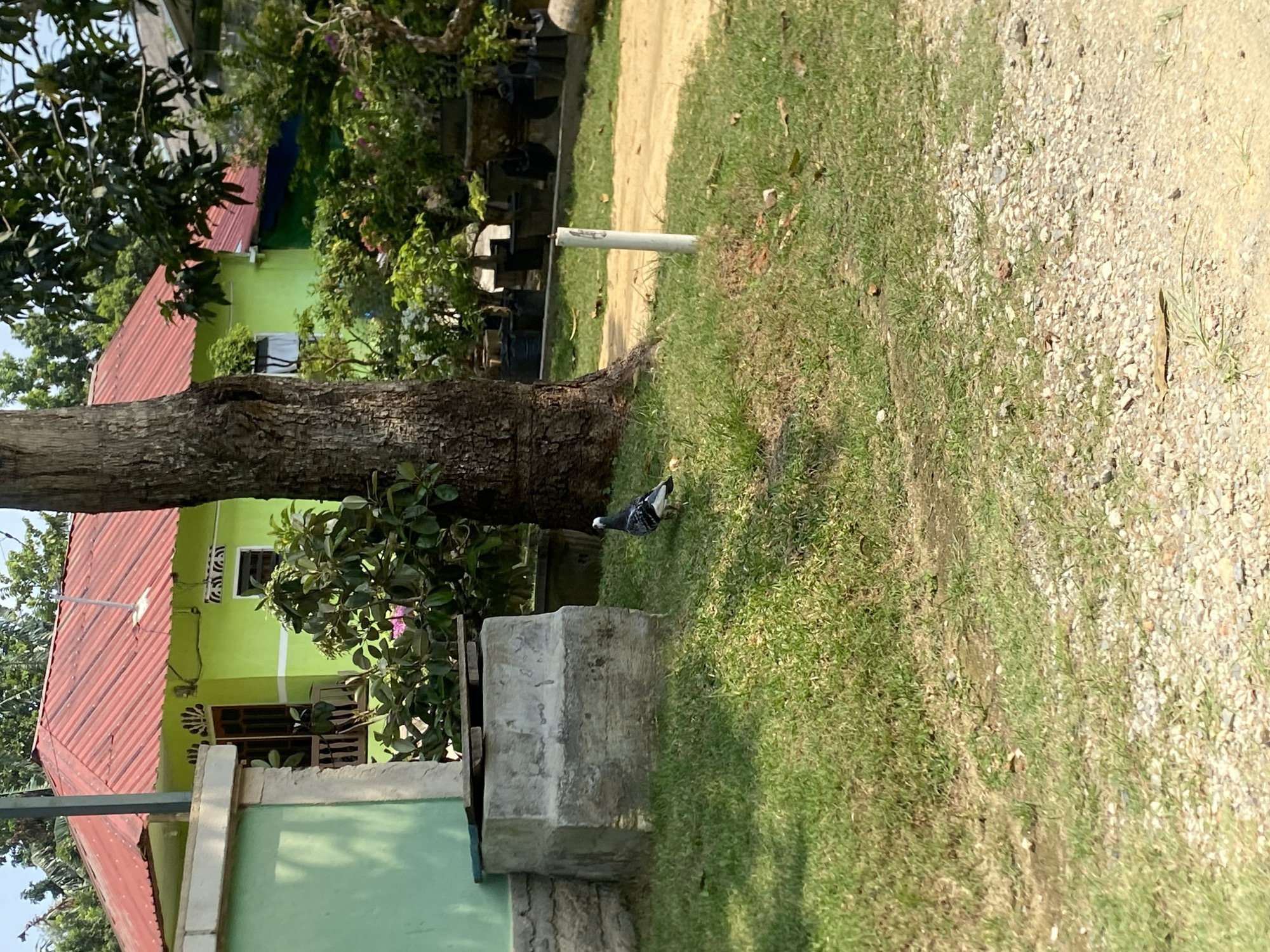 A feral pigeon with dark gray and white plumage stands on a grassy area near a concrete structure and a large tree trunk. In the background, a bright green house with a red corrugated metal roof is visible, along with various trees and potted plants. The ground is a mix of grass, dirt, and gravel. The scene appears to be in a residential or garden area in Batam, Indonesia, suggesting a sunny outdoor environment. There are no people or explicit interactions depicted.