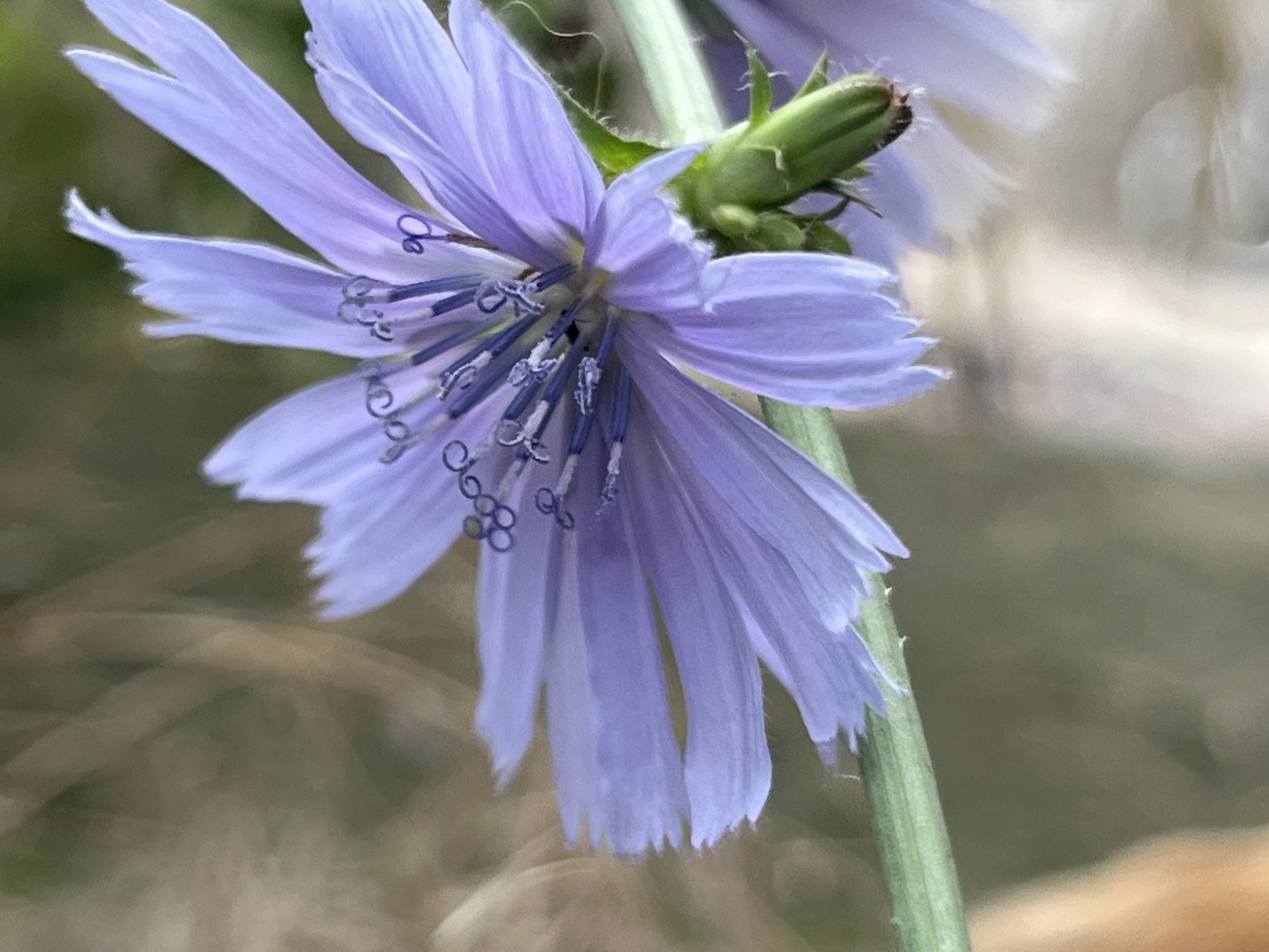 A close-up, shallow depth-of-field photograph captures a single, delicate, pale purple chicory flower in bloom. The flower's petals are elongated and slightly frayed at the edges, radiating outwards from the center. The stamens, a darker shade of blue, are visible within the bloom, some curled and topped with tiny pollen-like structures. A green, slightly fuzzy bud is emerging from the base of the flower, just above a ribbed, green stem. The background is softly blurred, with patches of muted green and brown, suggesting a natural, outdoor environment. The photograph is framed to emphasize the intricate details of the flower and its reproductive parts. No specific location in Dnipro, Ukraine, can be identified from the visual information provided.