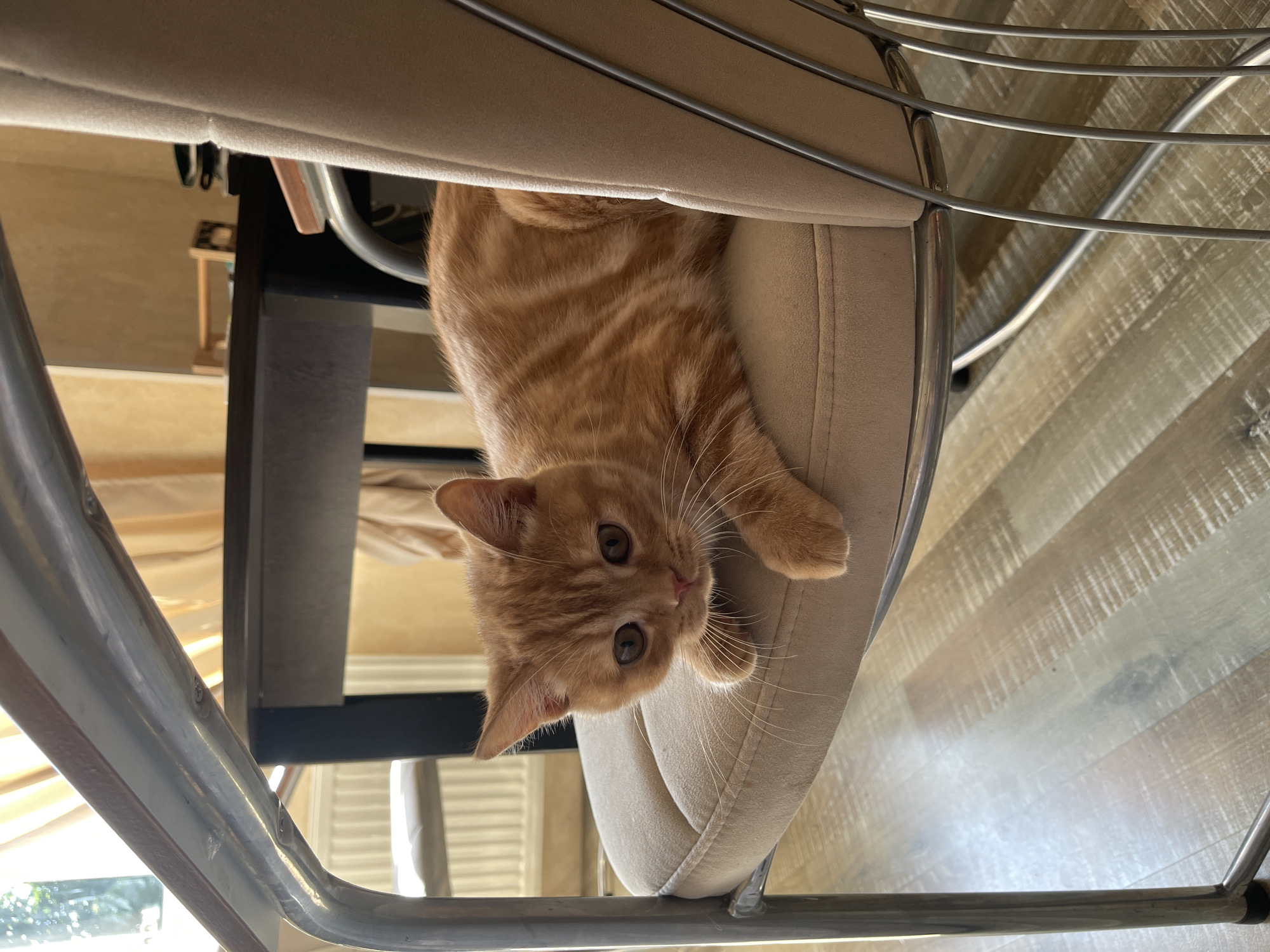 An orange tabby kitten lies on a beige cushioned chair. The kitten's fur is striped with darker orange markings, and its eyes are a warm brown. Its front paws are resting on the edge of the seat. The chair has a metallic frame with curved supports. In the background, a dark wooden table is visible, with a window to the left letting in natural light, illuminating sheer yellow curtains. The floor is a light-colored wood with a planked texture. The scene appears to be indoors, in a residential setting, possibly in the city of Kommunarka, Russia.