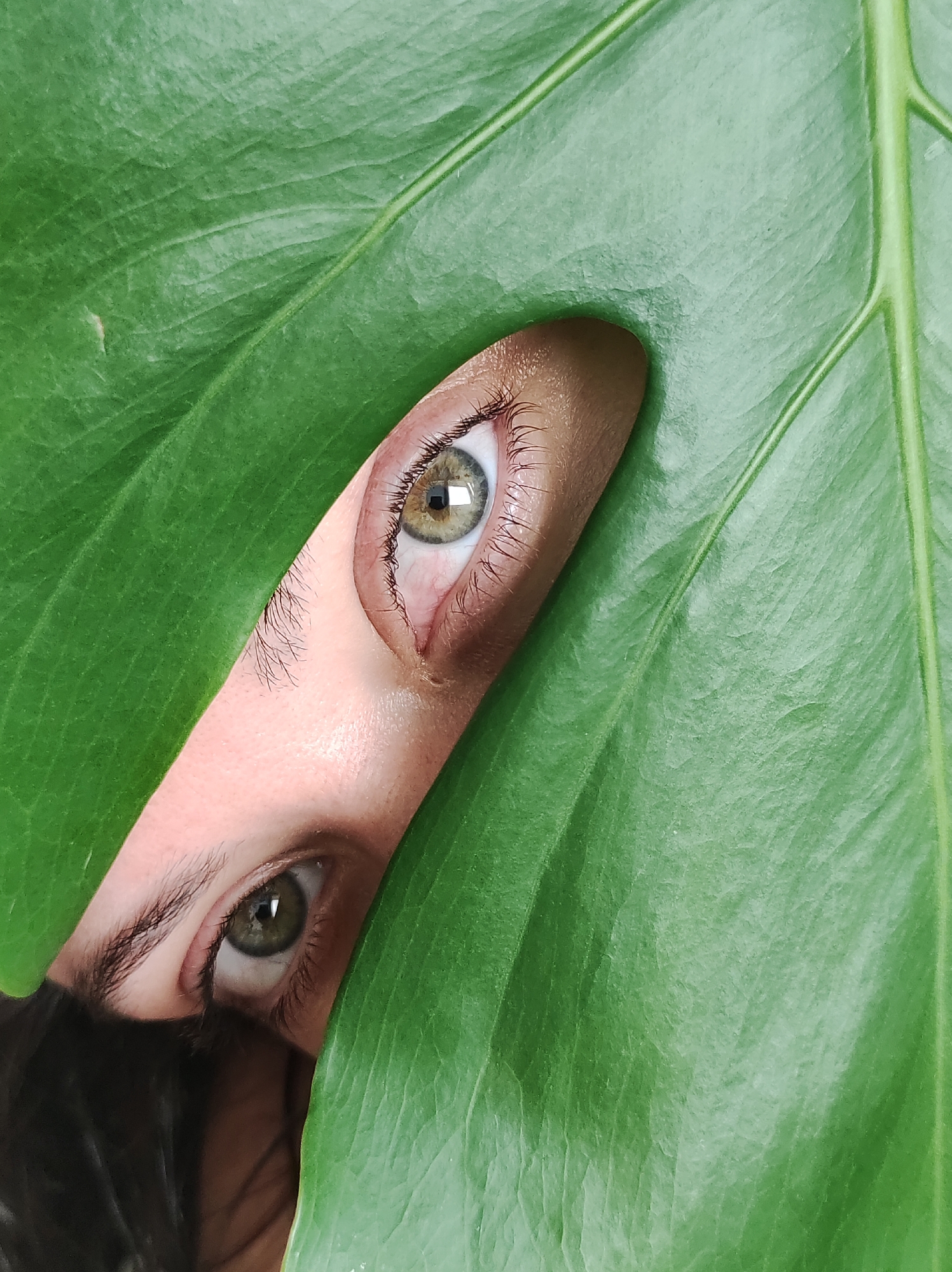 This media file is a close-up photograph focused on a person's eyes peeking through large green leaves. The subject is partially obscured, with one eye visible in the upper portion of the image and another in the lower portion. Both eyes appear to be green or hazel. The person's eyelashes are dark and prominent, and some fine facial hairs are visible. The skin tone suggests a human subject. The leaves are a vibrant green and have distinct veins, indicating they are from a large plant, possibly a tropical variety. The lighting suggests an indoor setting or a shaded outdoor area, as there are no harsh shadows and the overall illumination is soft. The composition creates a sense of mystery or curiosity, as the viewer is only shown a small part of the person's face. There is no visible text in the image. Given the location context of Chaikovsky, Russia, the setting could be a home with houseplants, a botanical garden, or a natural environment within the region. The image conveys a feeling of being hidden or observing from a concealed position.
