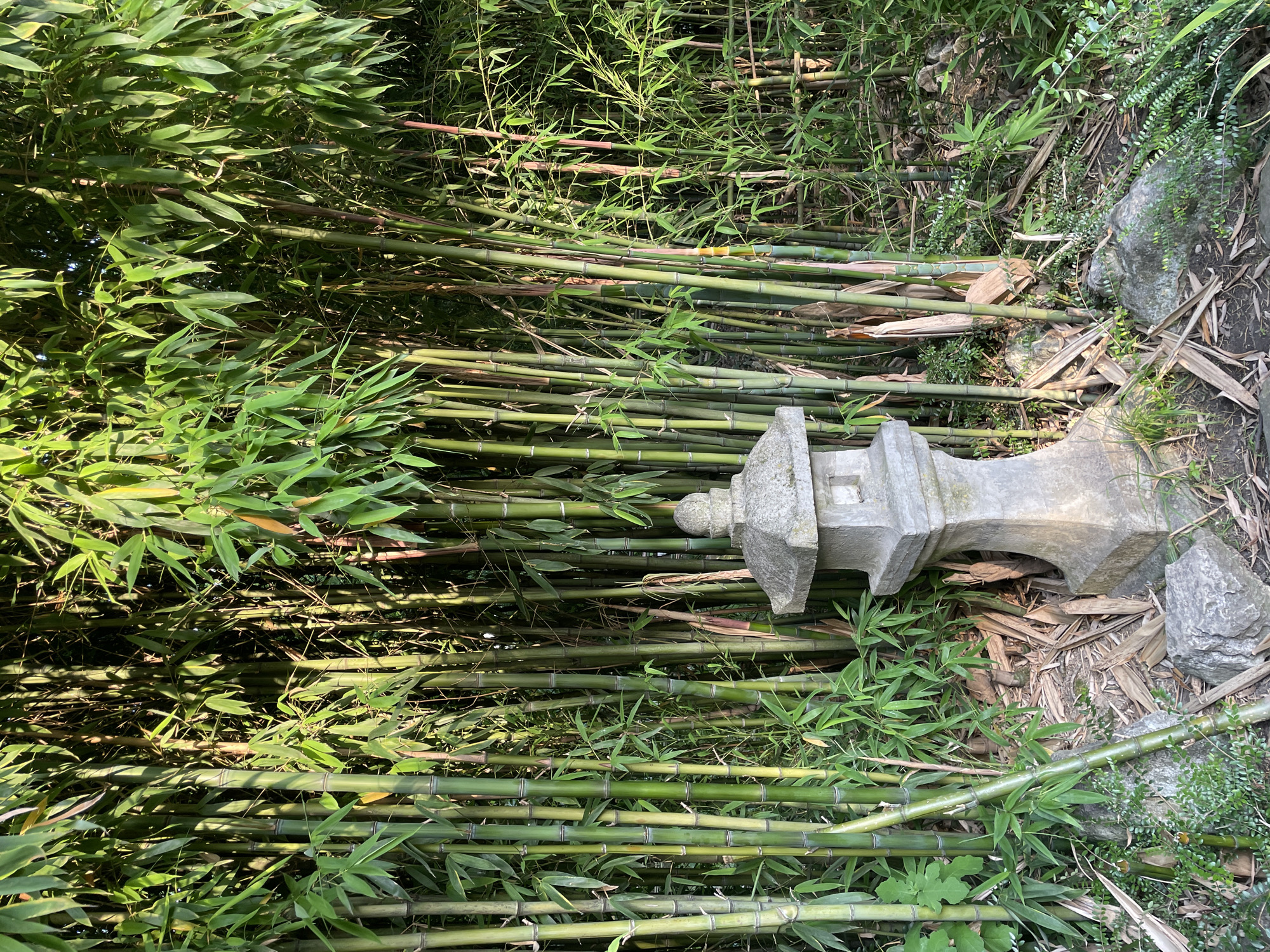 A Japanese stone lantern stands in front of a dense grove of bamboo in Sochi, Russia. The lantern is made of grey stone and has a pagoda-style roof. It is weathered and covered in moss. The bamboo stalks are tall and slender, with green leaves. The ground is covered in dry bamboo leaves and small rocks. The lighting suggests it is daytime, with sunlight filtering through the bamboo. There are no people or animals visible in the image.