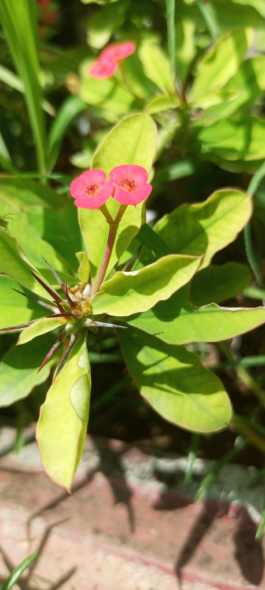 A close-up, eye-level, outdoor shot showcases a cluster of bright pink flowers atop a thorny stem. The flowers are small and bell-shaped, with two distinct blooms visible, each with a vibrant pink hue and delicate petal structure. The stem is thick and covered in sharp, dark red thorns. Lush green leaves with yellow edges surround the flowers, some curving upwards and others drooping downwards, creating a dense foliage. The background is softly blurred, with hints of more greenery and a textured, reddish-brown surface that appears to be brickwork or paving stones. The lighting suggests it is daytime, with shadows cast on the leaves. No people are present in the image. The scene is a natural, botanical setting, likely a garden or park.