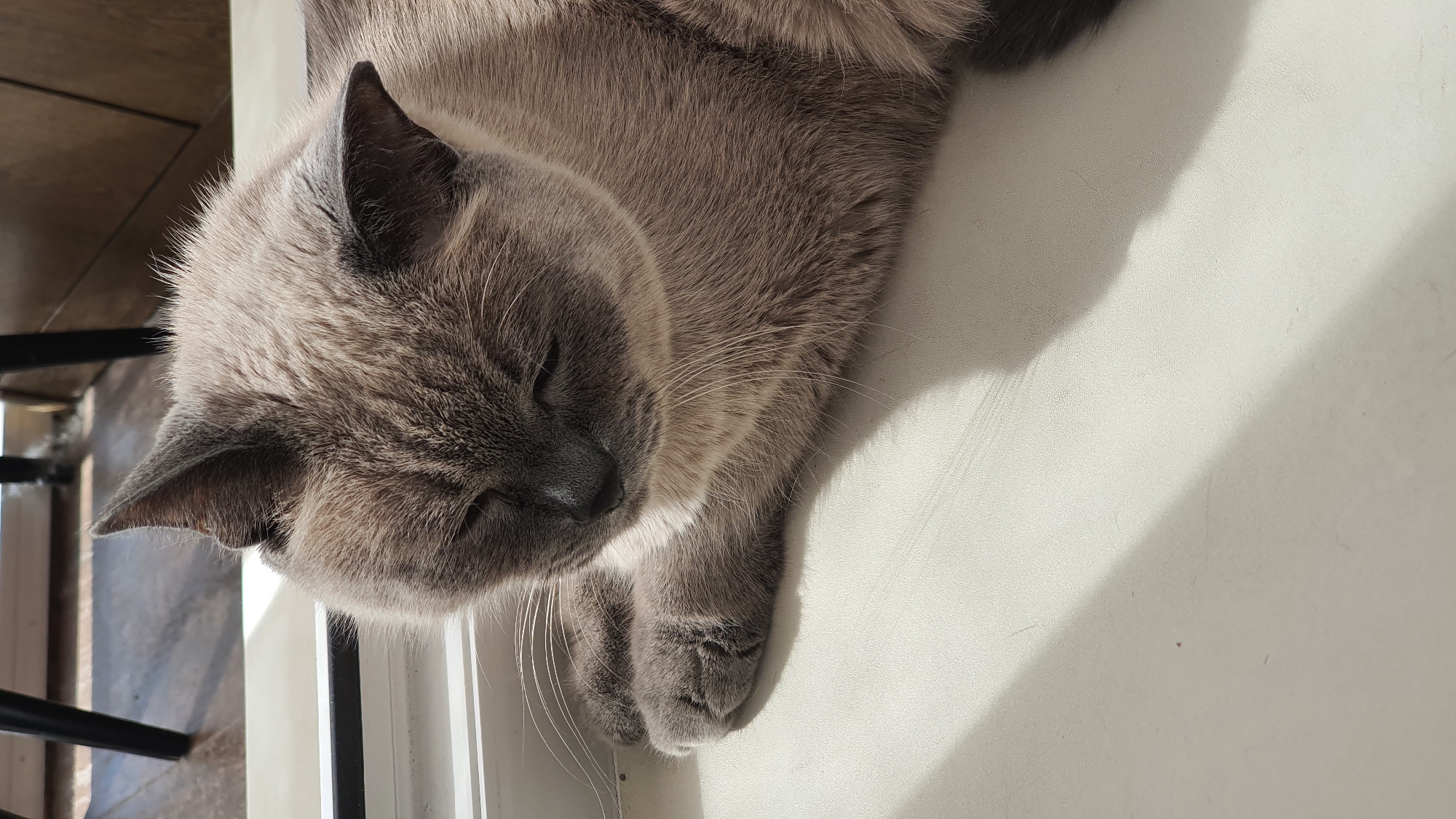 A close-up shot captures a light brown Siamese cat with dark brown points, its eyes partially closed, resting on a white surface. Sunlight streams in from the left, casting sharp shadows across the scene. The background is blurred, showing dark chair legs and a wooden floor, suggesting an indoor setting. The cat's fur appears soft and dense, and its whiskers are long and prominent. The image is taken from a high angle, focusing on the cat's head and upper body. The scene appears to be a quiet moment of repose.