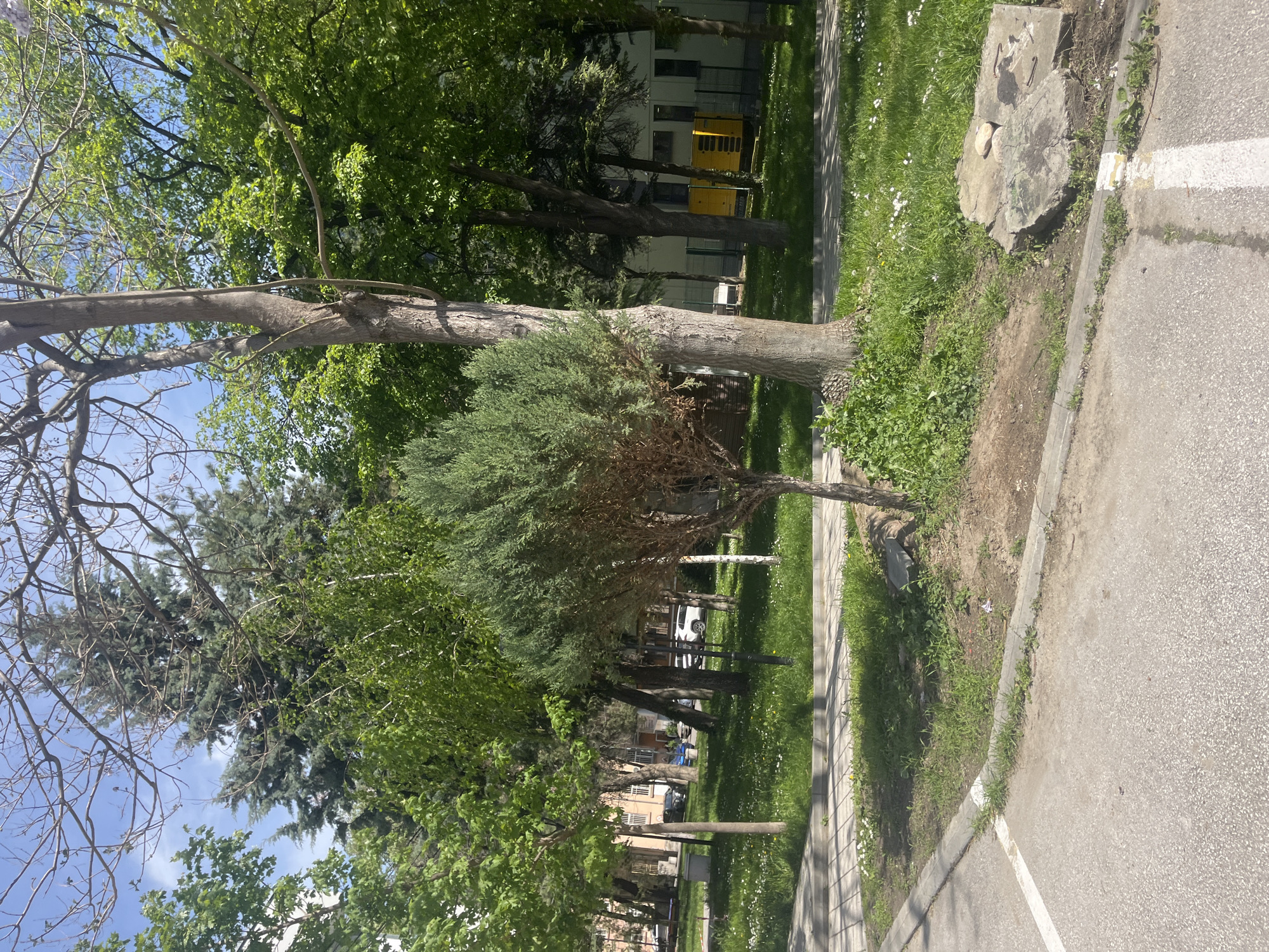 The image depicts a street scene in Plovdiv, Bulgaria. A paved sidewalk runs parallel to a road with a white painted line. Adjacent to the sidewalk is a grassy area with trees and flowers. A large tree trunk with branches extends from the grassy area, obscuring a building with yellow doors in the background. Other trees line the street, partially obscuring buildings further in the background. A section of concrete debris is near the sidewalk. Cars can be seen parked along the street in the distance. The weather appears to be sunny.