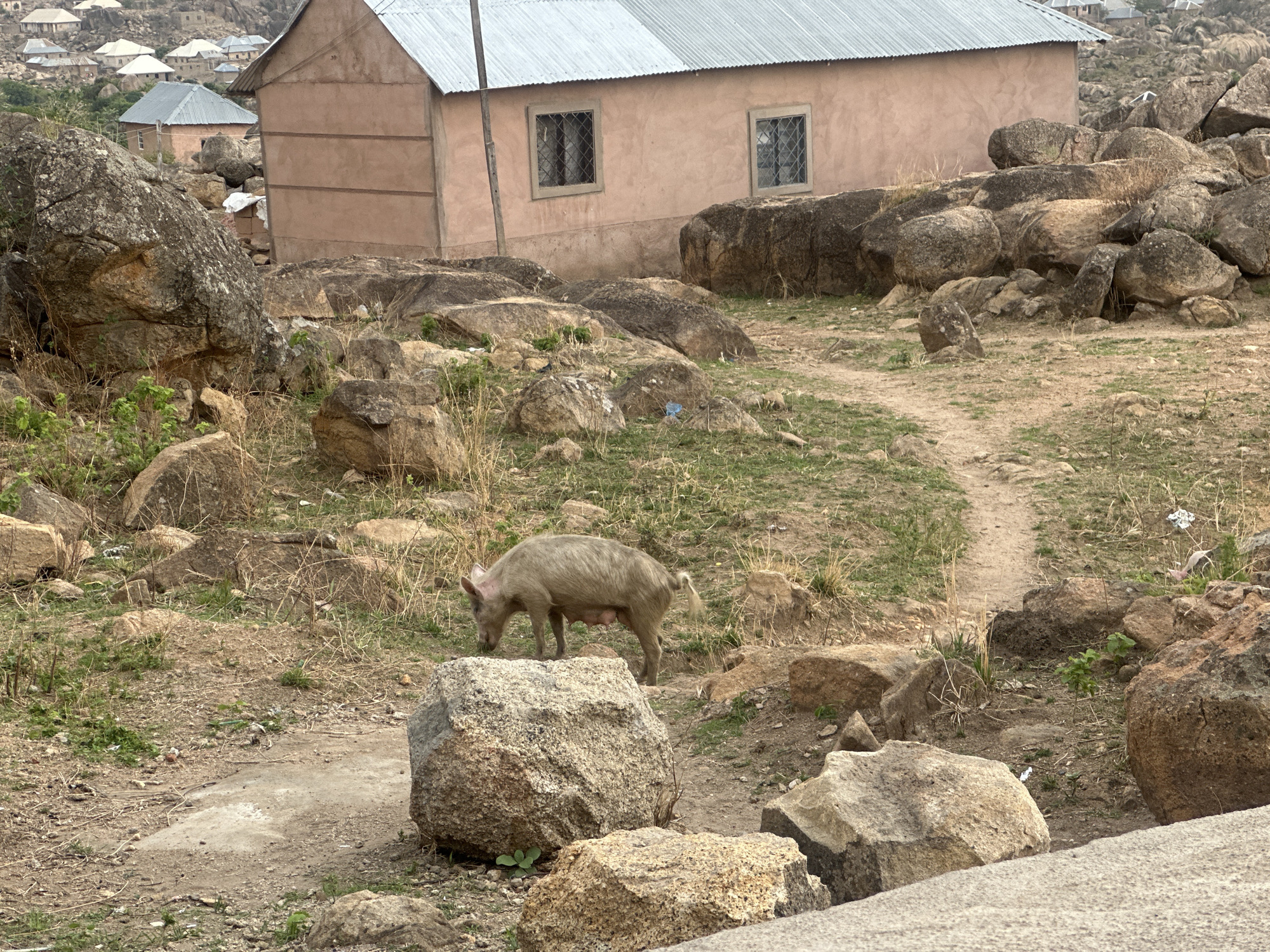 A pig grazes in a rocky, sparse landscape in Jos, Nigeria. A dirt path winds through the rocks. A dwelling with a corrugated metal roof and barred windows stands behind the pig. Other dwellings appear in the background.