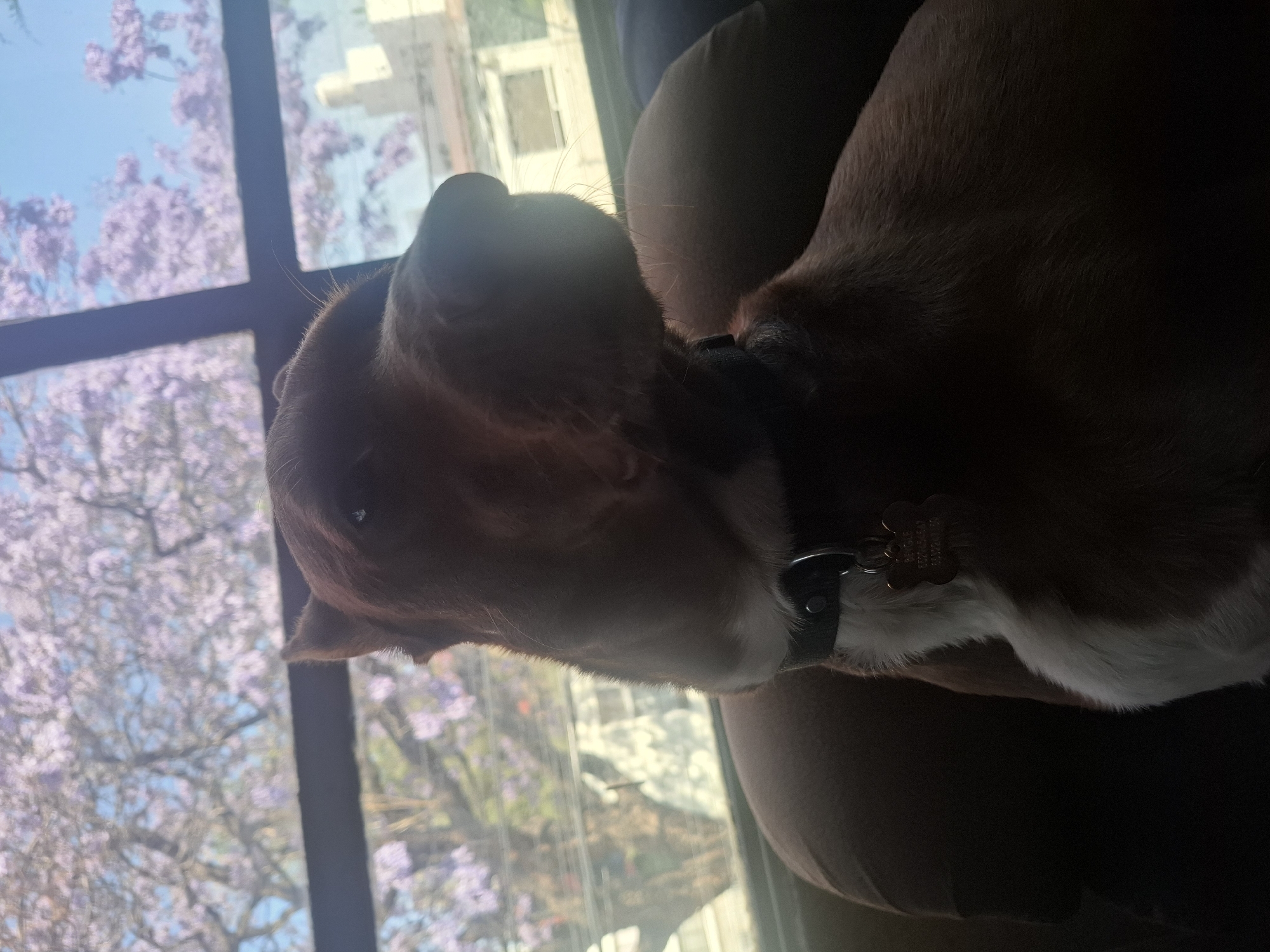 A close-up shot shows a dog's head and upper body resting on a pillow, positioned near a window. The dog has brown and white fur, a black collar with a dog tag, and is facing towards the window. Outside, a tree with purple blossoms is visible, along with buildings suggesting a residential area in daylight. Based on the foliage and architecture, this image was most likely taken in the city of Naucalpan de Juárez, Mexico.